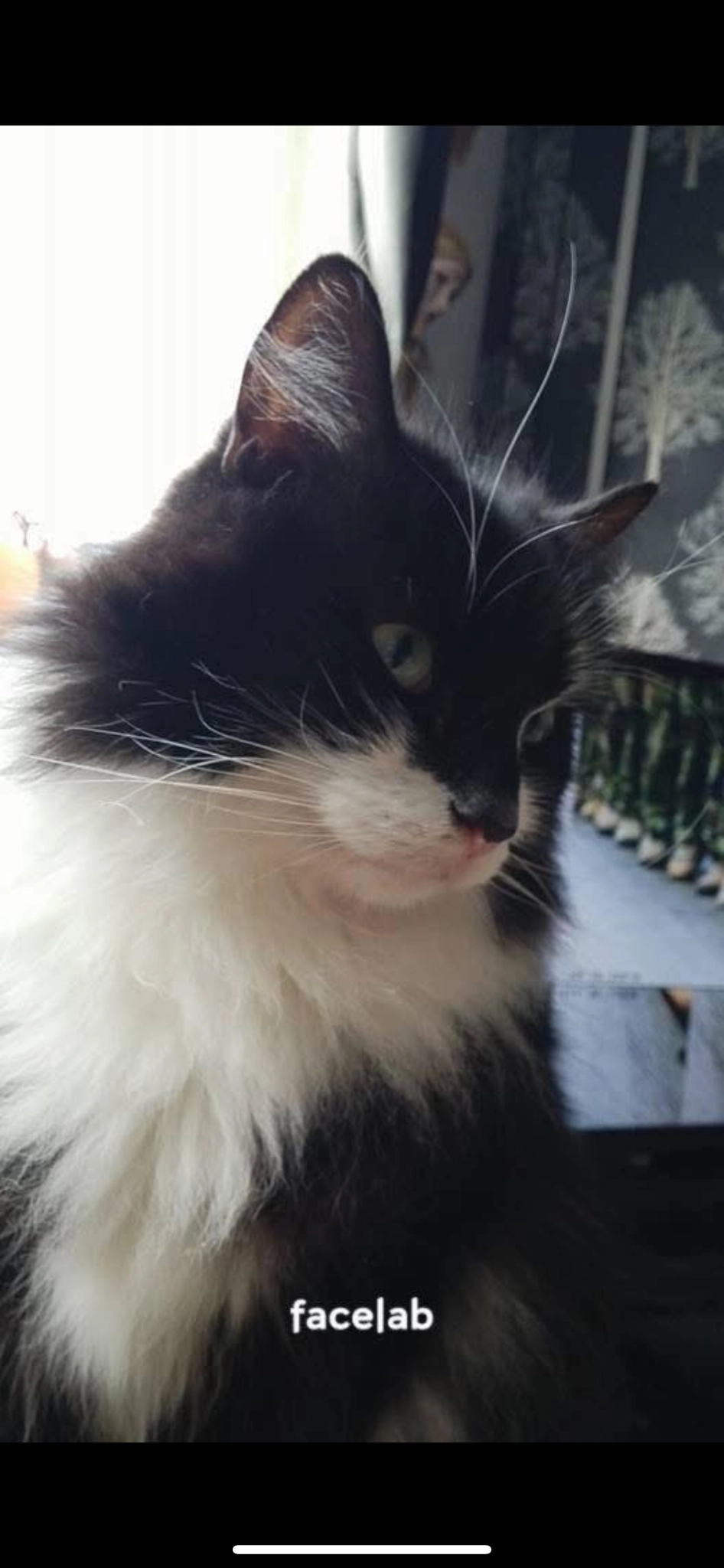 Fluffy - Sheldon Avenue, Wednesbury