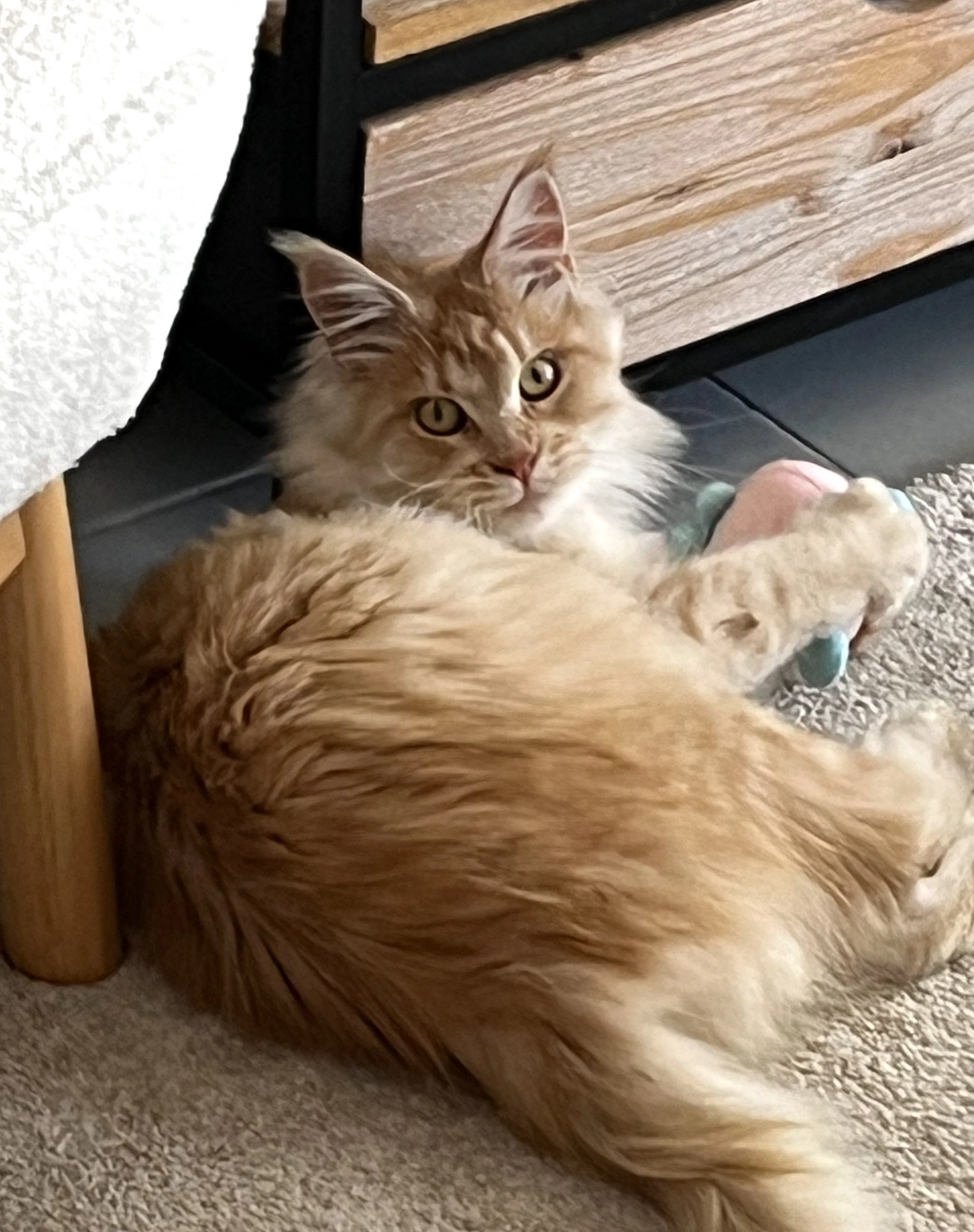 Toscane - Chemin du Serre, Clarensac