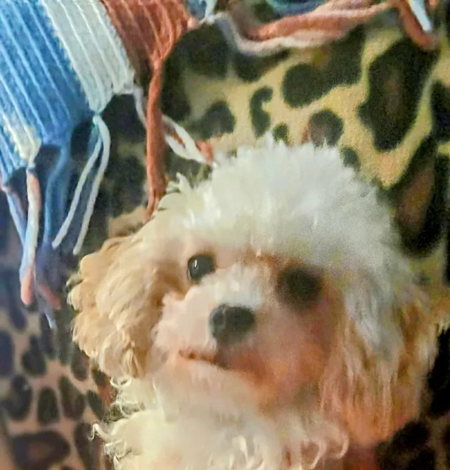 Bella - Mikonda Drive, Cookeville