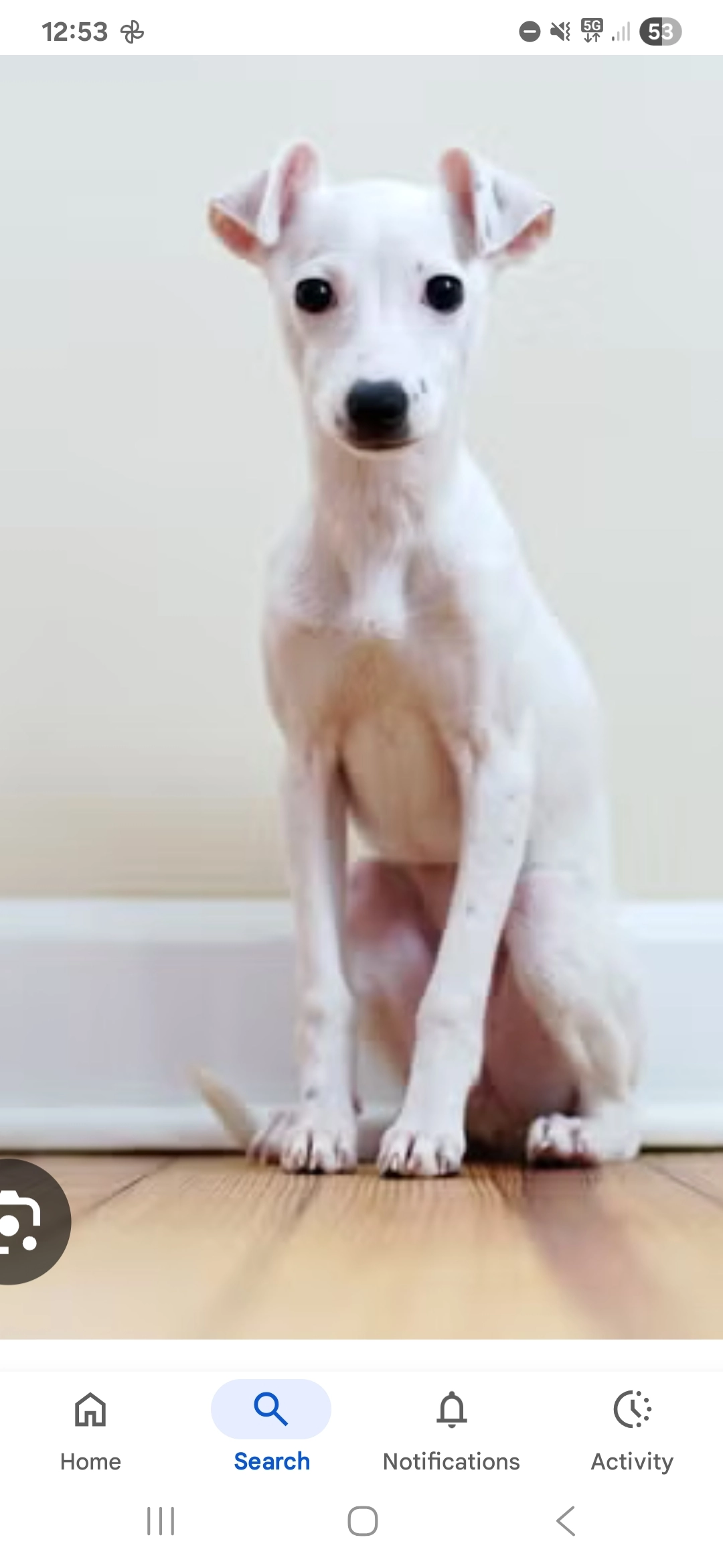 Not my dog - Parvis Saint-Gilles, Saint-Gilles