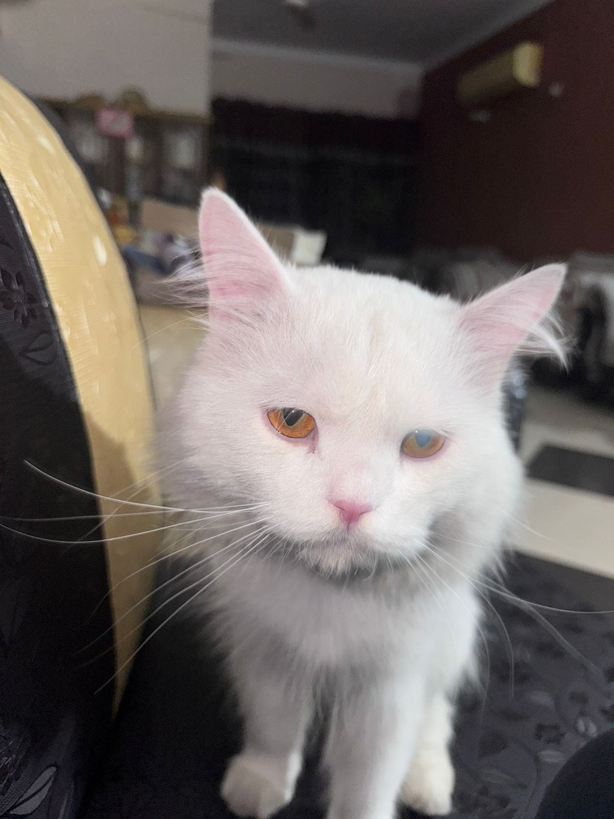 Snowbell- hairless spot on back of neck - Uet society A block, Lahore