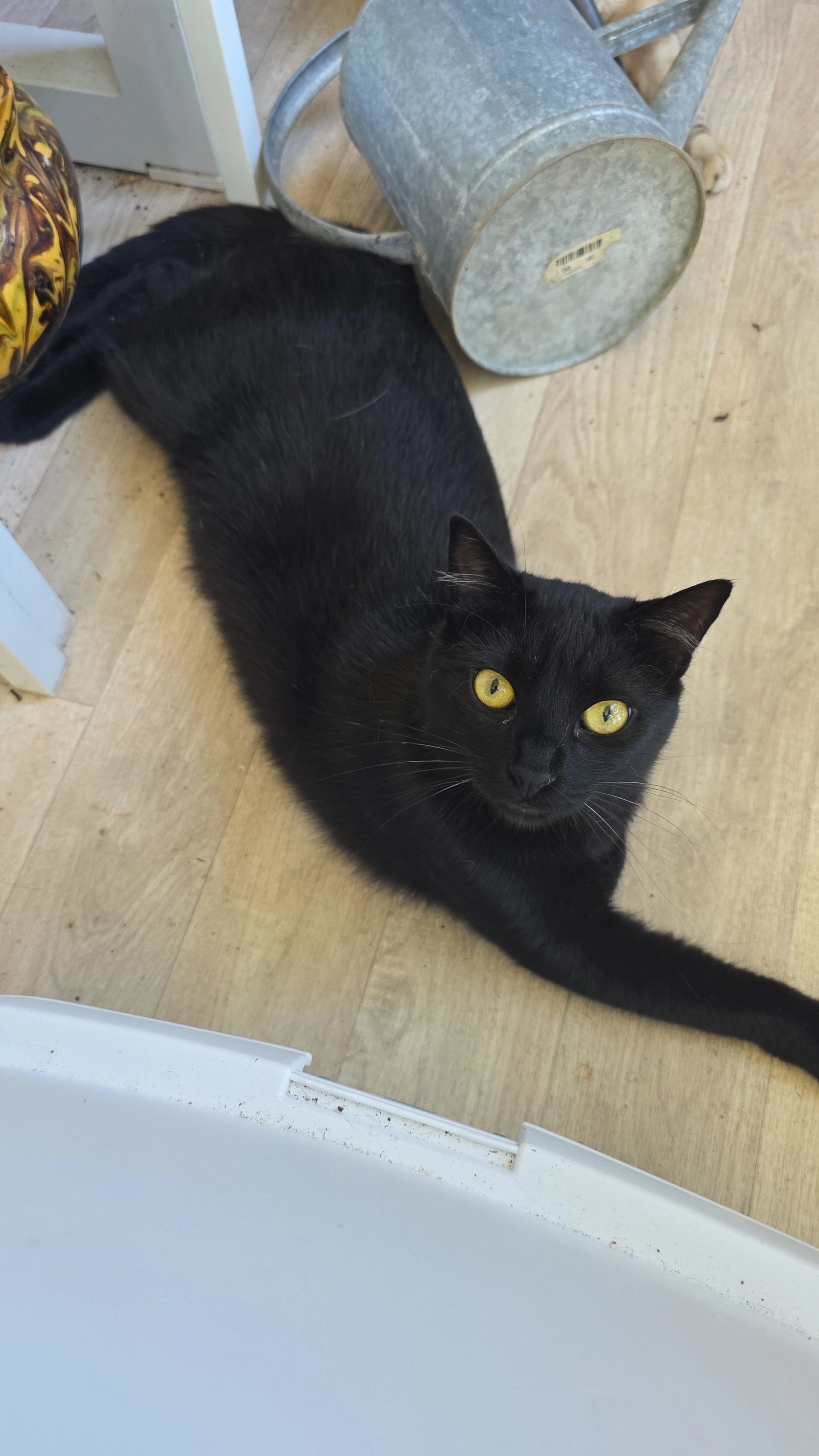 Salem - 13 Rue Grand Loc, Bassens