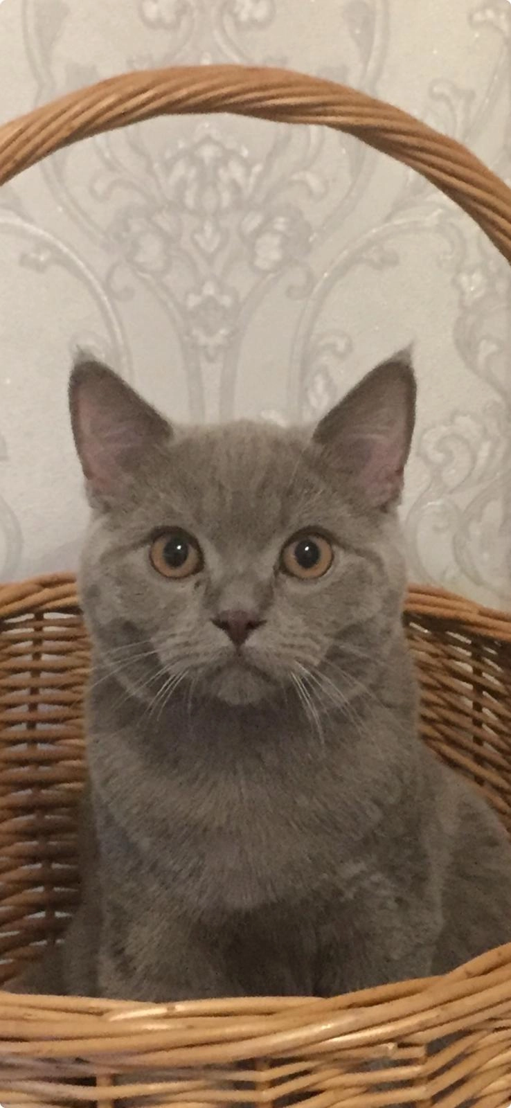 Barsek - Harder Straße 47, Lauterach