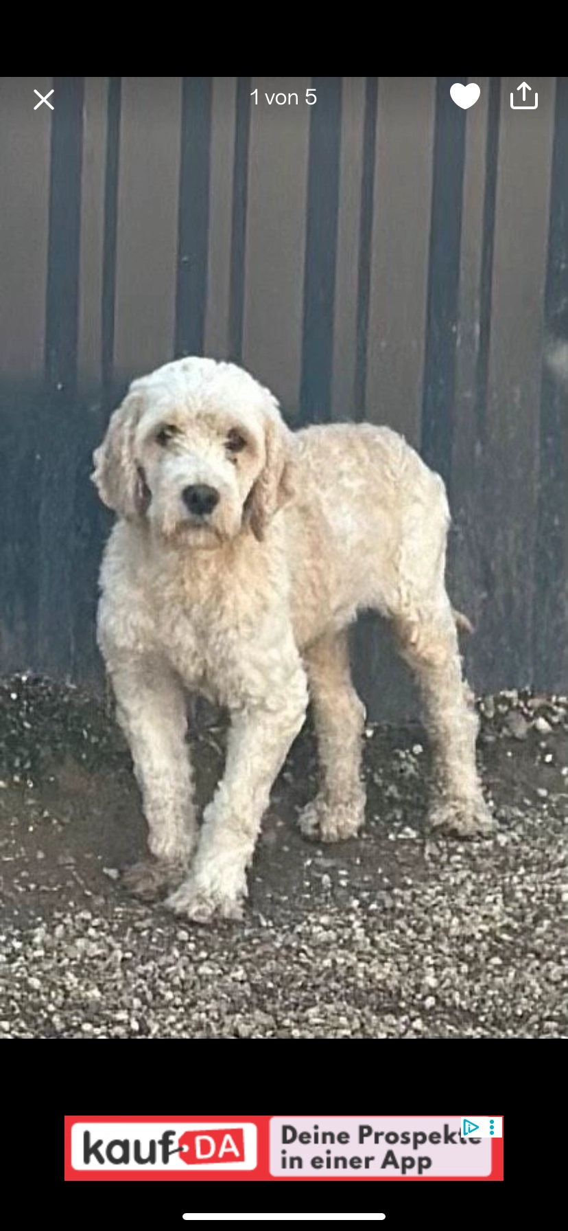 Bruno - Im Raddegrund, Meppen