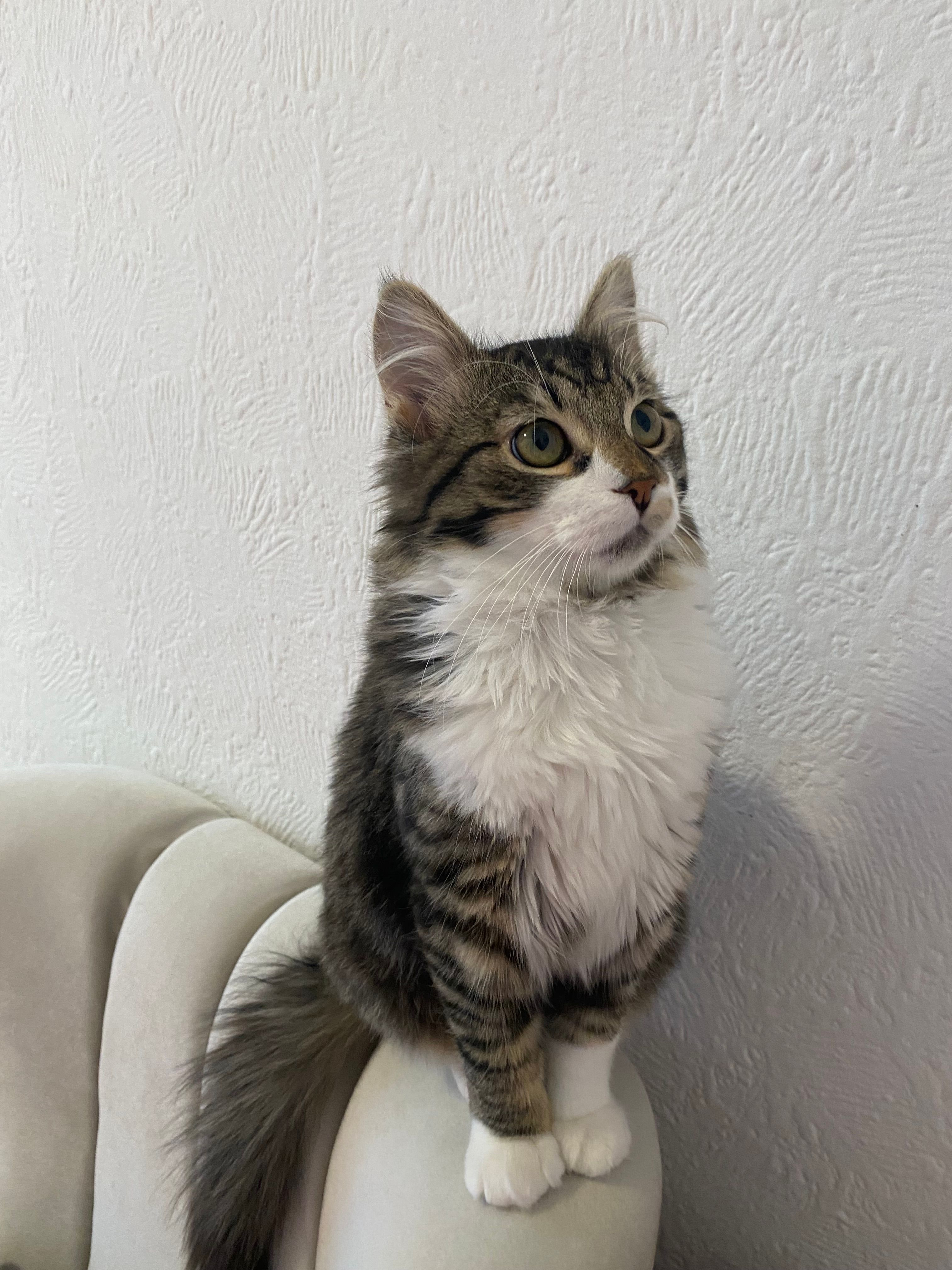 Paşa - Obere Talstraße 29, Altensteig