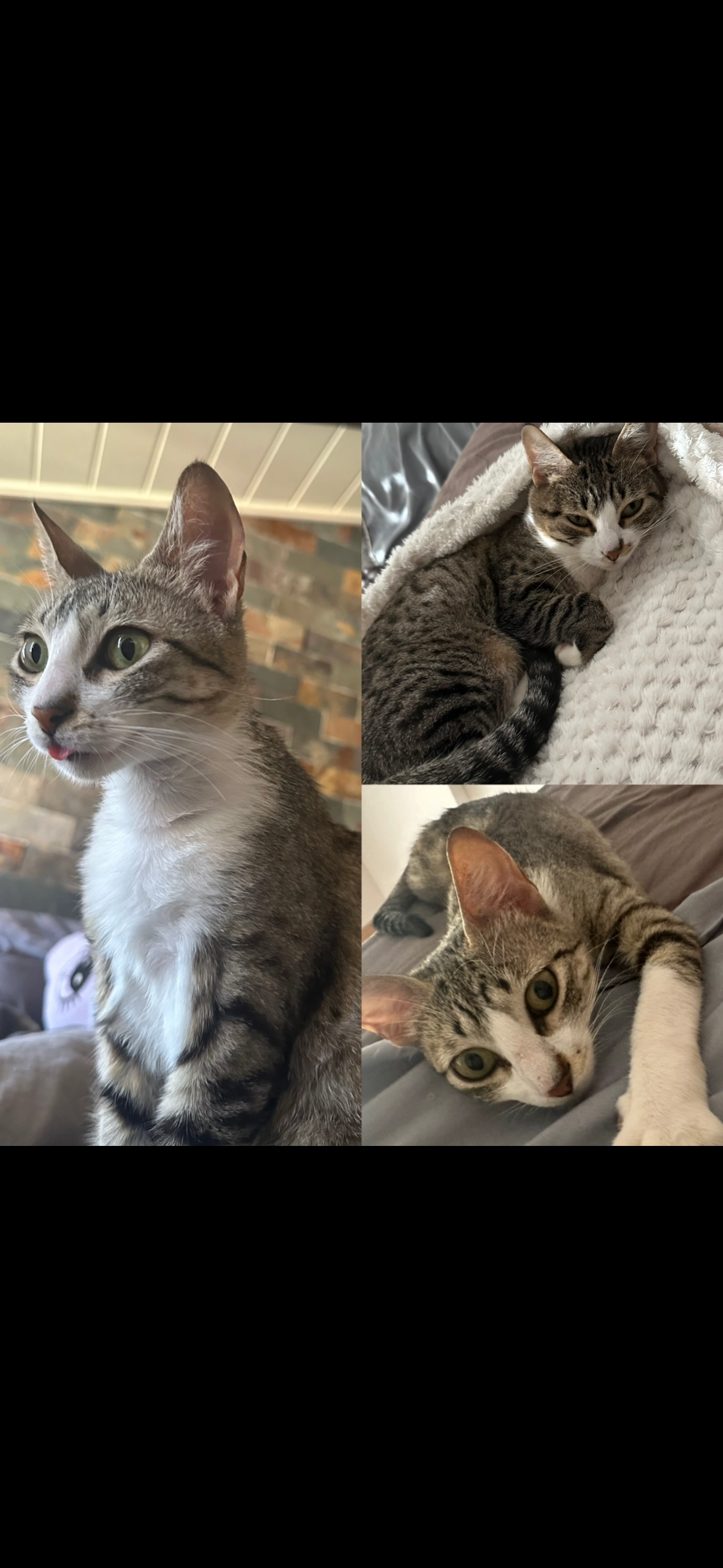 Gata - Calle de Alfafar, Alaquàs