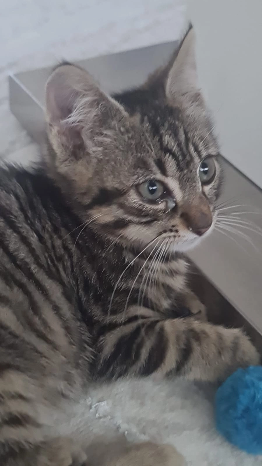 Leo - Gartenstrasse, Toffen