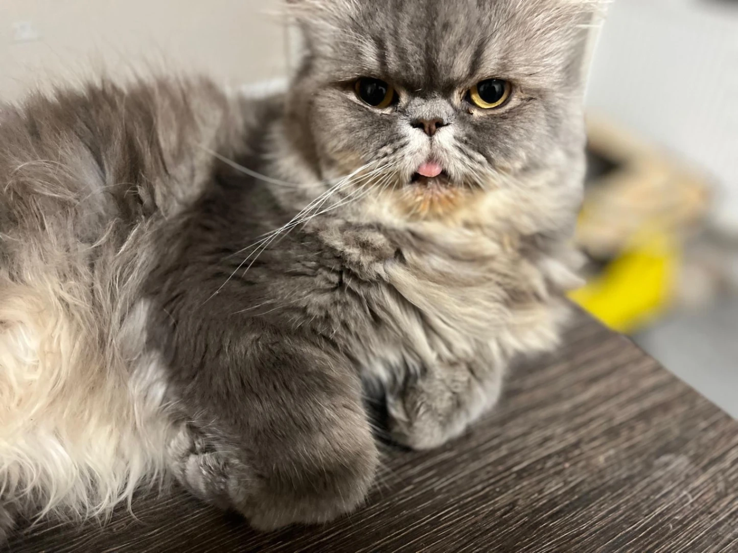 Gizmo - Conwy Close, Reading