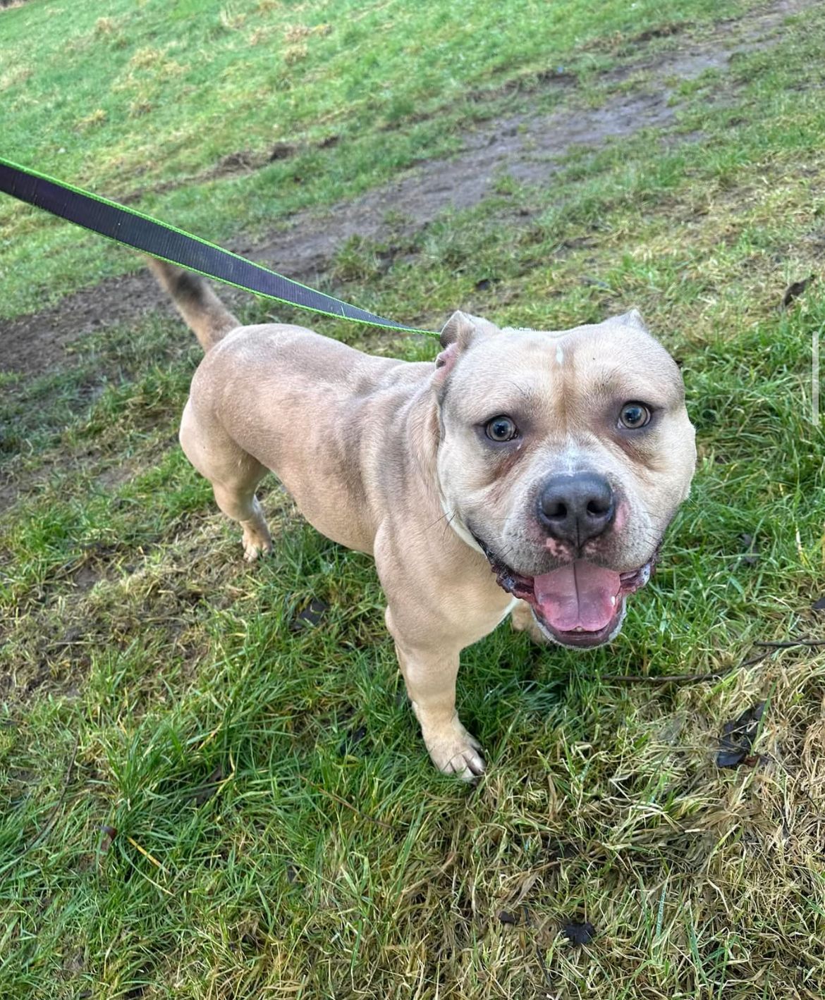 Not my dog - Lenham Close, Stockport