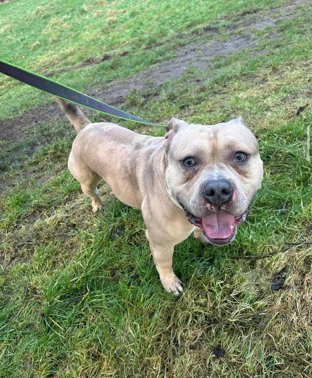 Not my dog - Lenham Close, Stockport