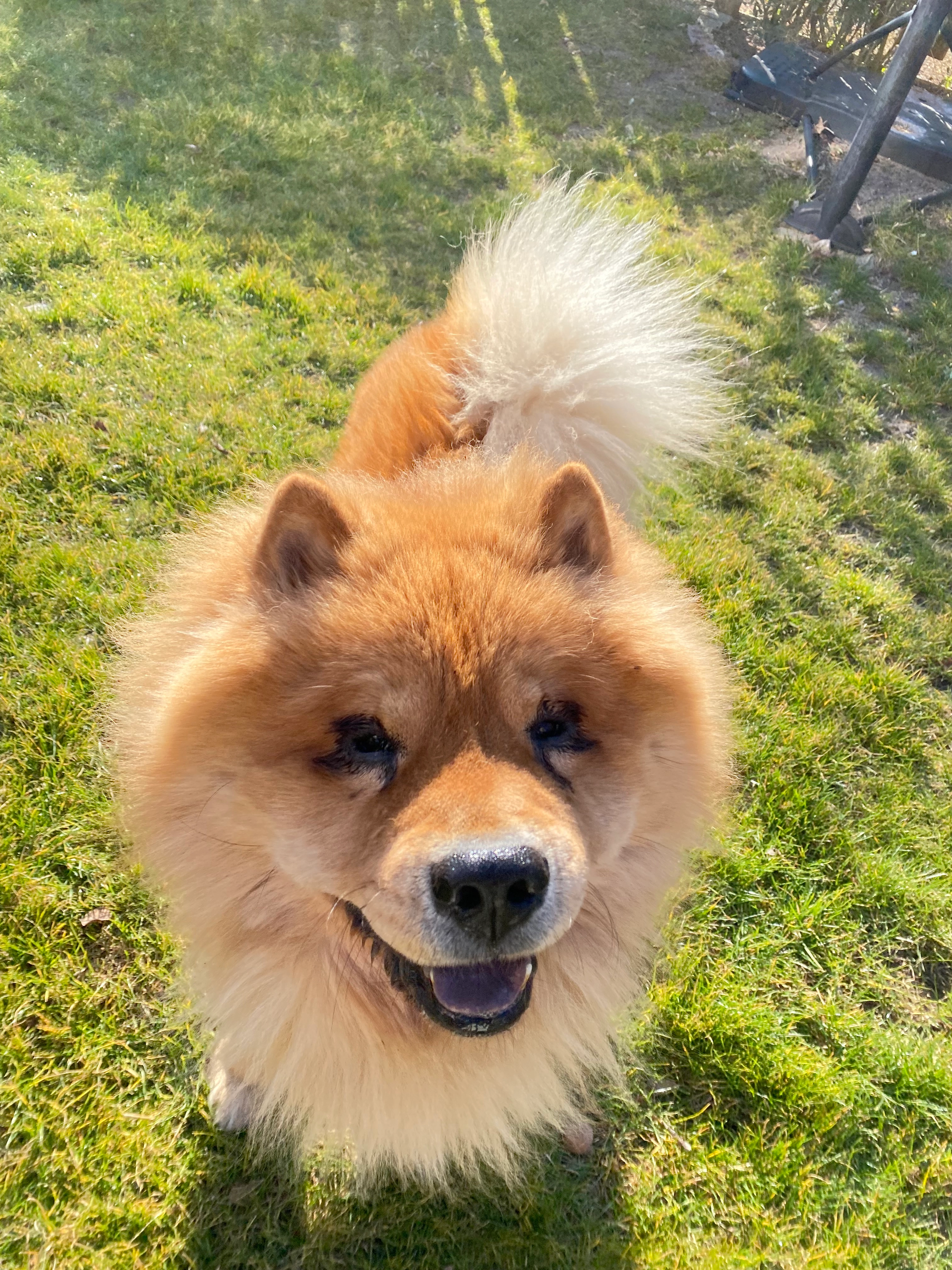 Lion  - Salzufer, Berlin