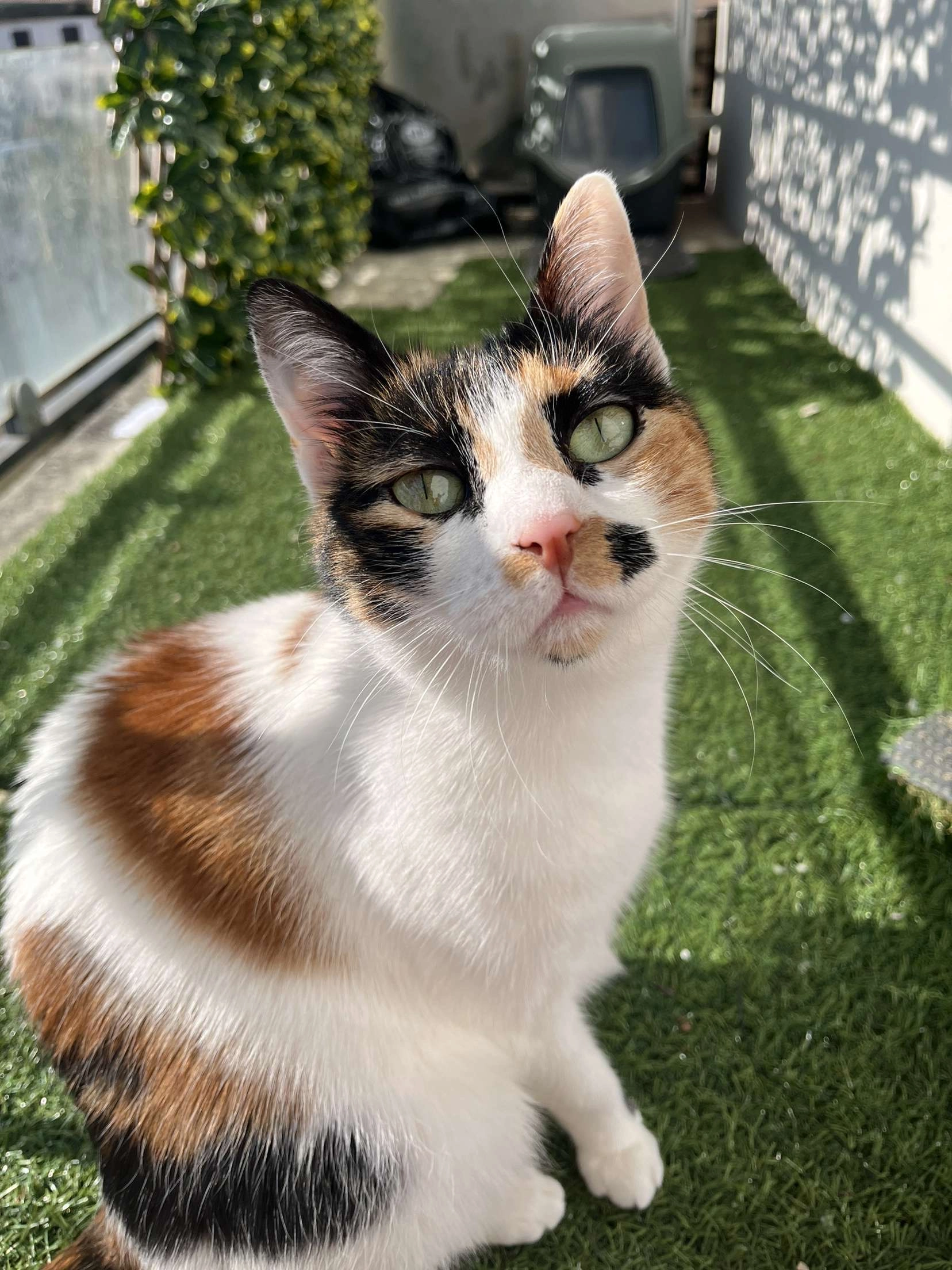 Peppa - Rue François Hardouin, Tours