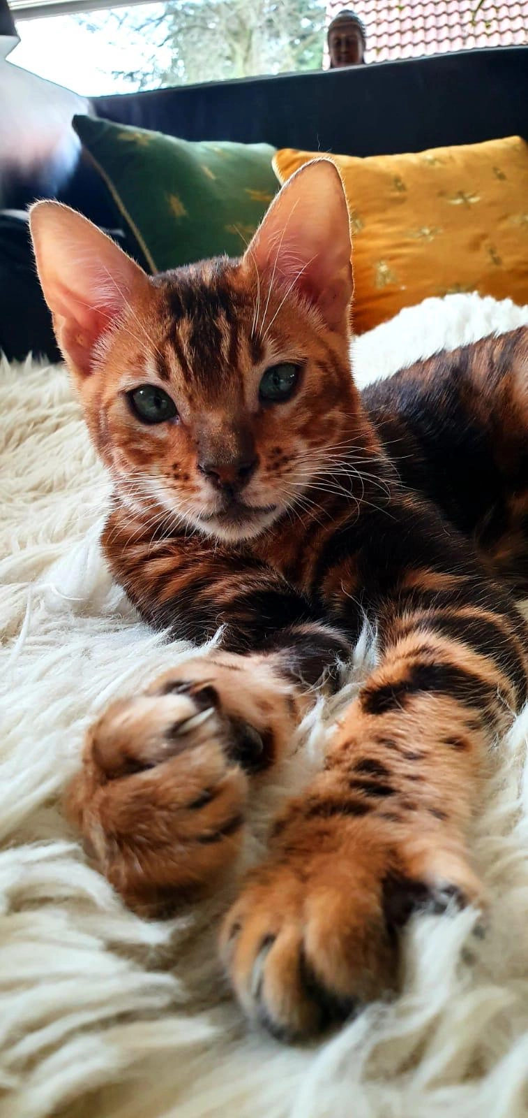 Amber - Sommerpark, Ahrensburg