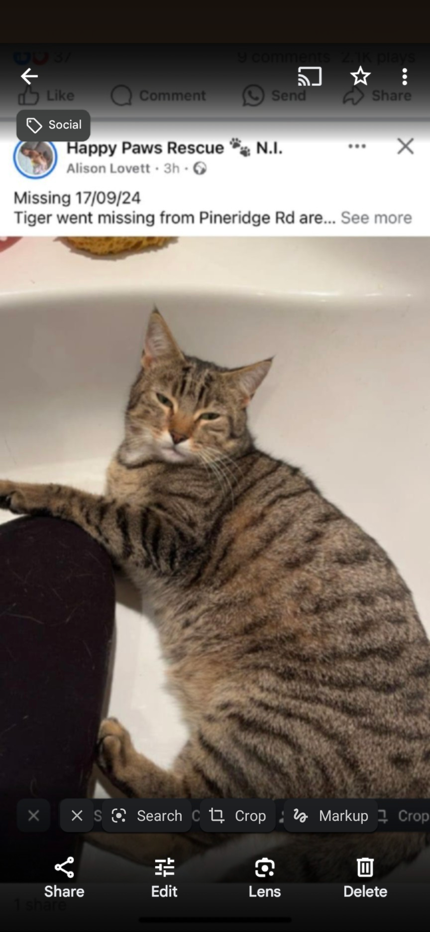 Tiger - Pineridge Road, Ballymena