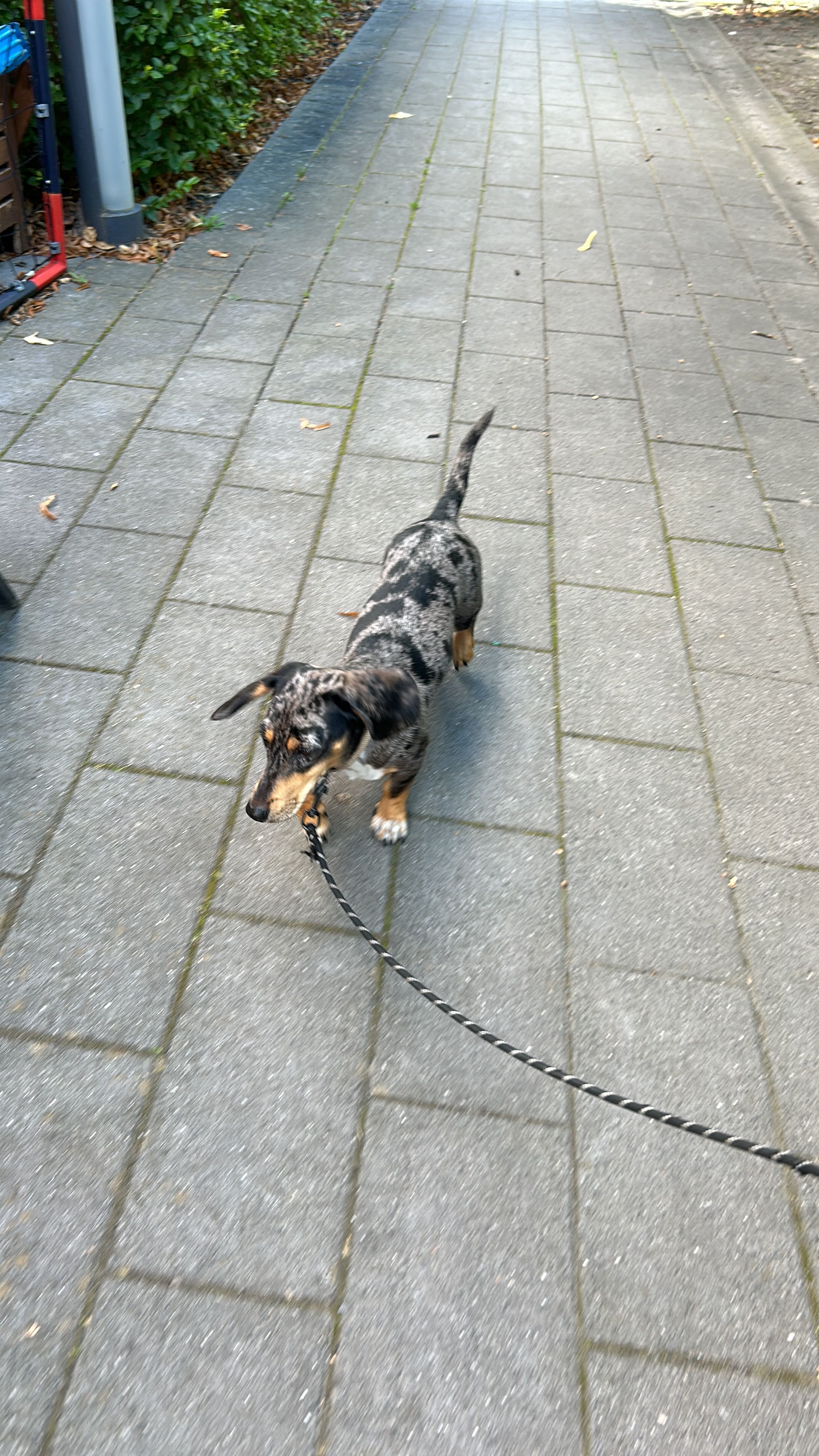 Lia - Neuenahrer Straße, Köln