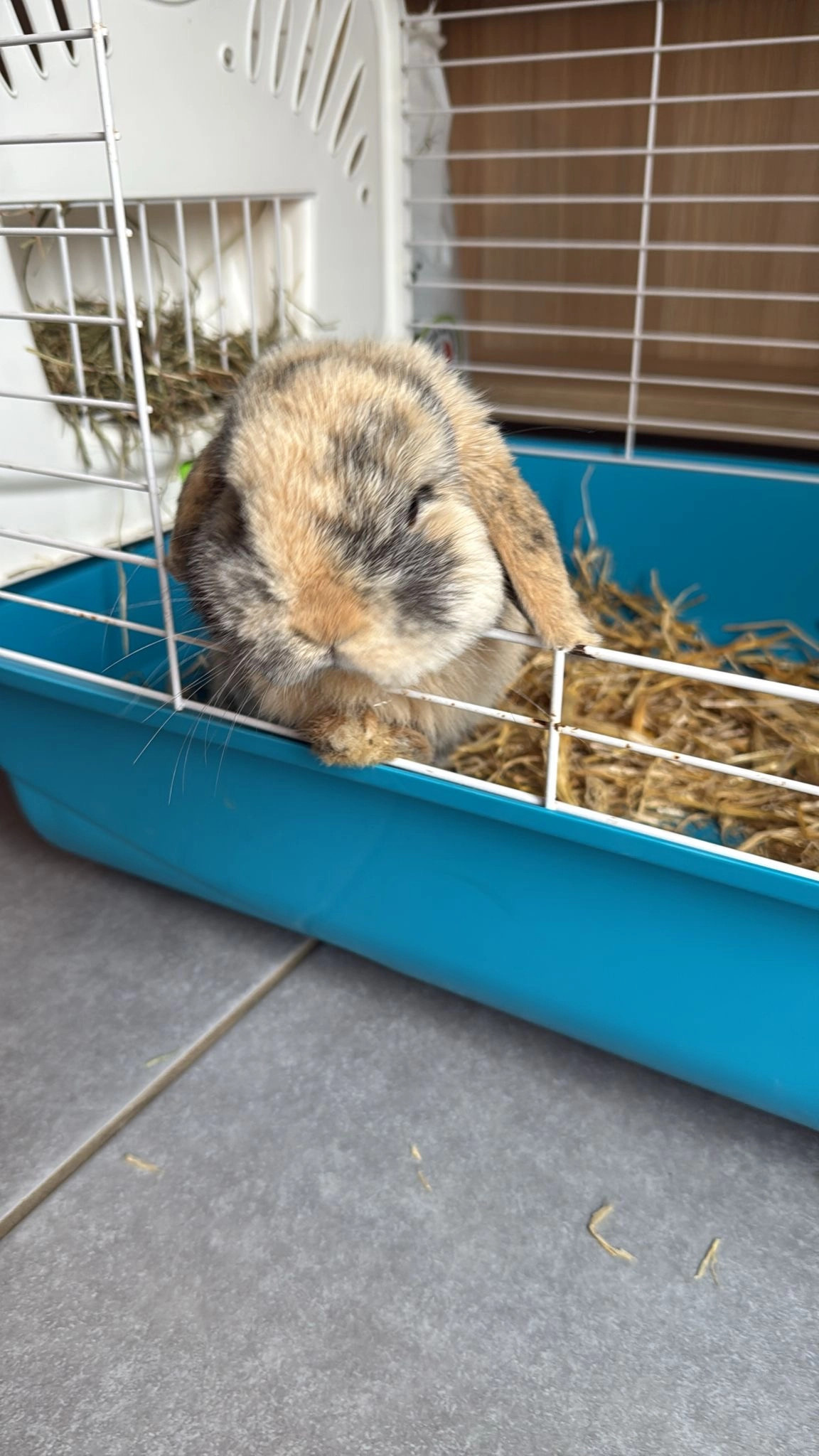 Billy  - Rue de la Briqueterie, Castries