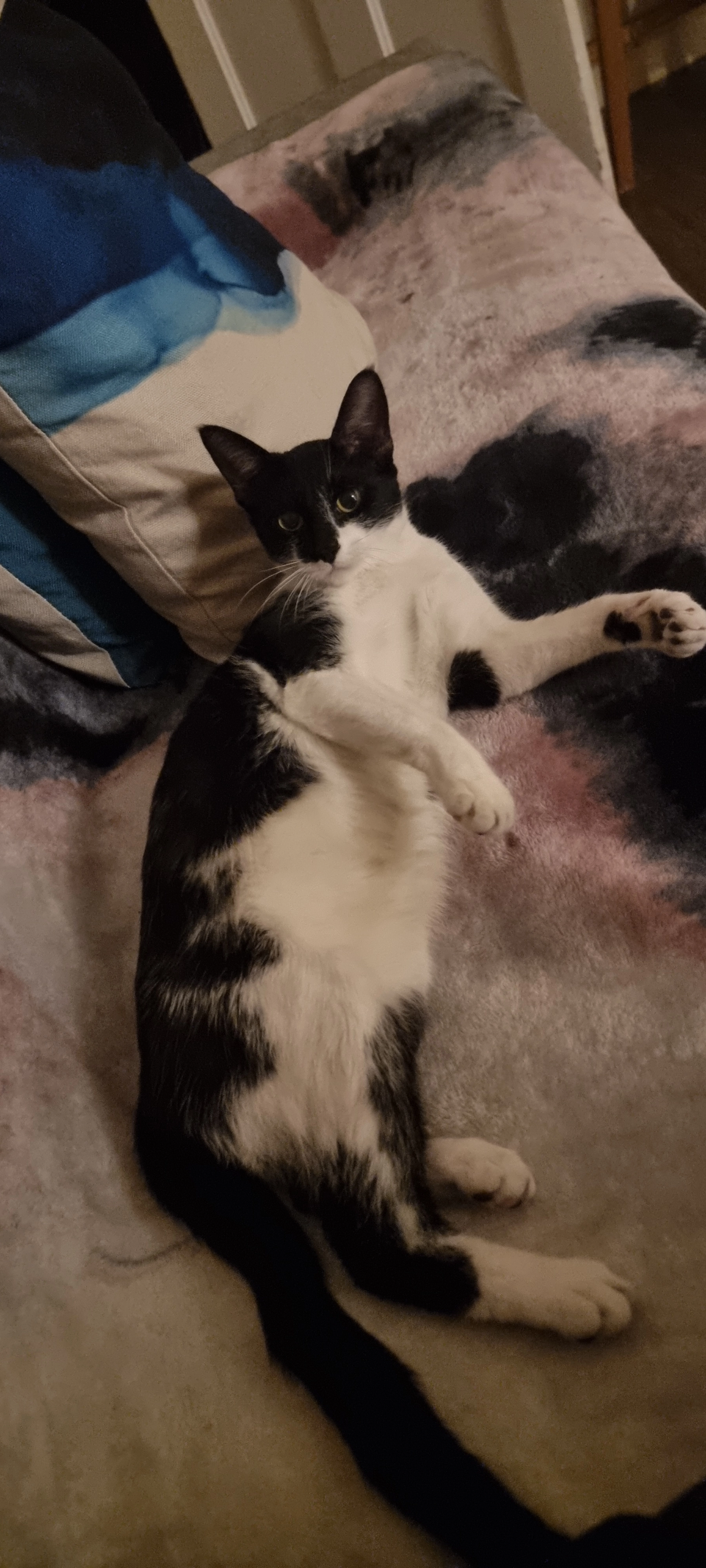 Bella - Morse Street, Swindon