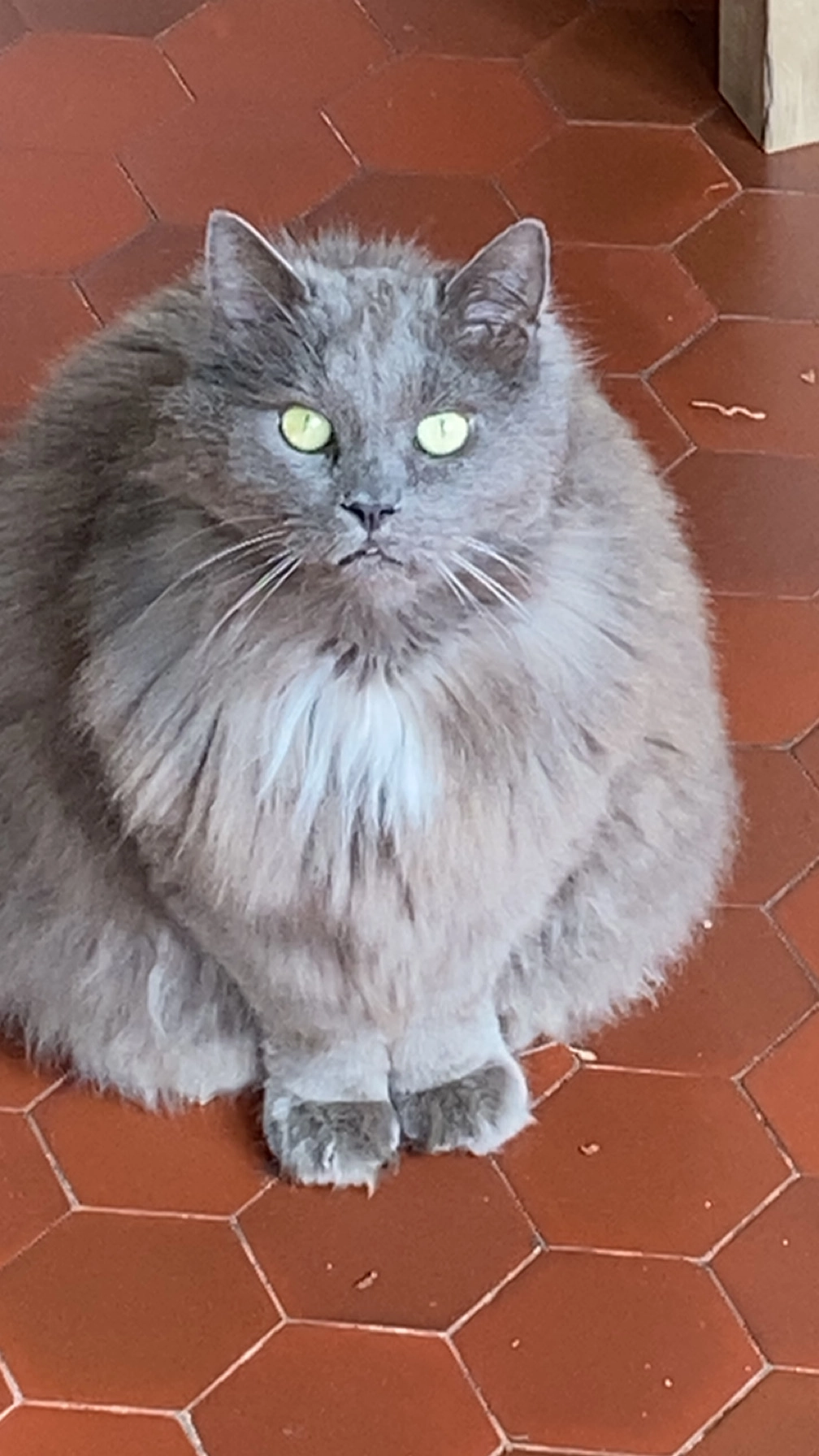 Apple  - 5 Rue des Croisettes, Trosly-Breuil