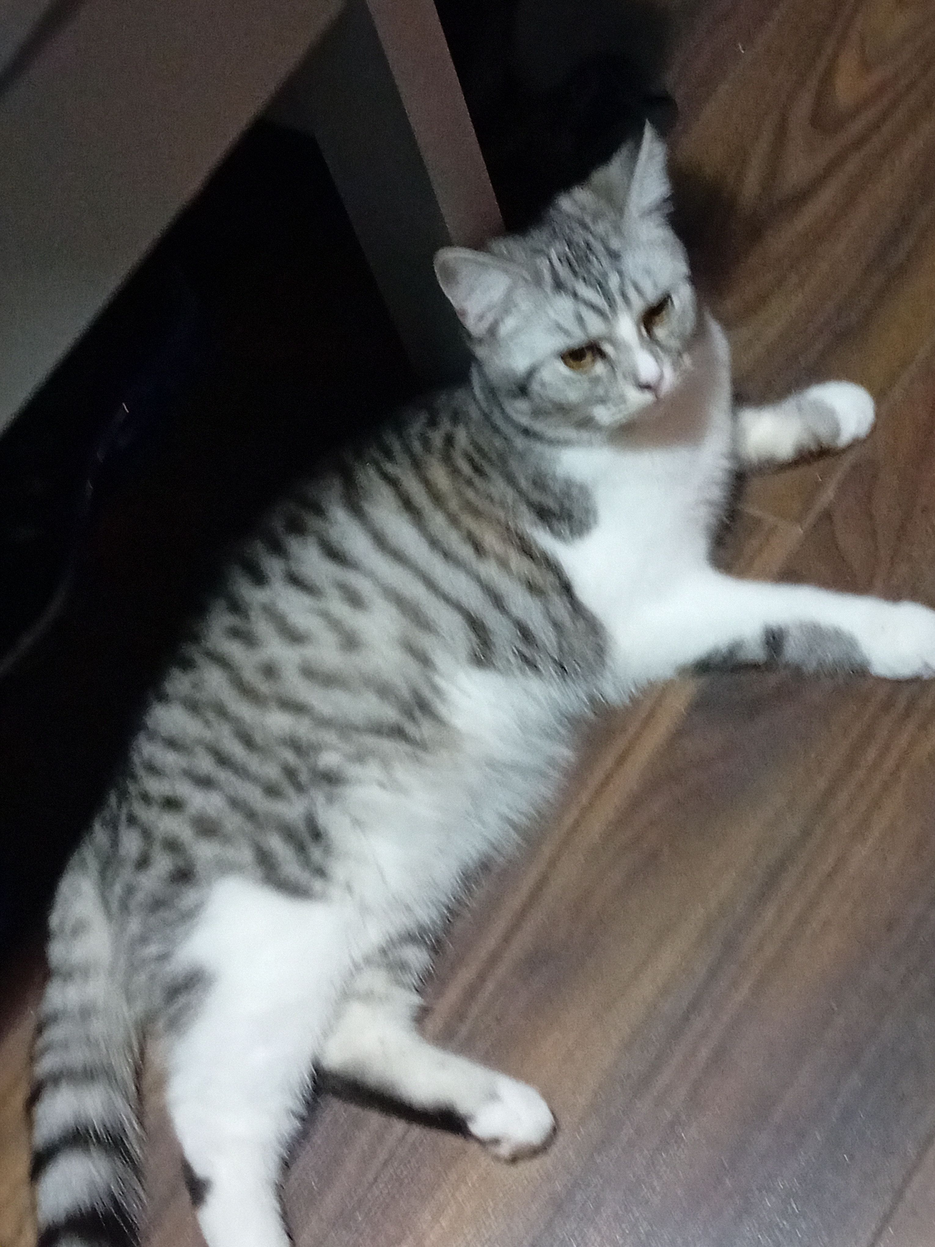 Lola - Saint Brigid's Place, Portlaoise