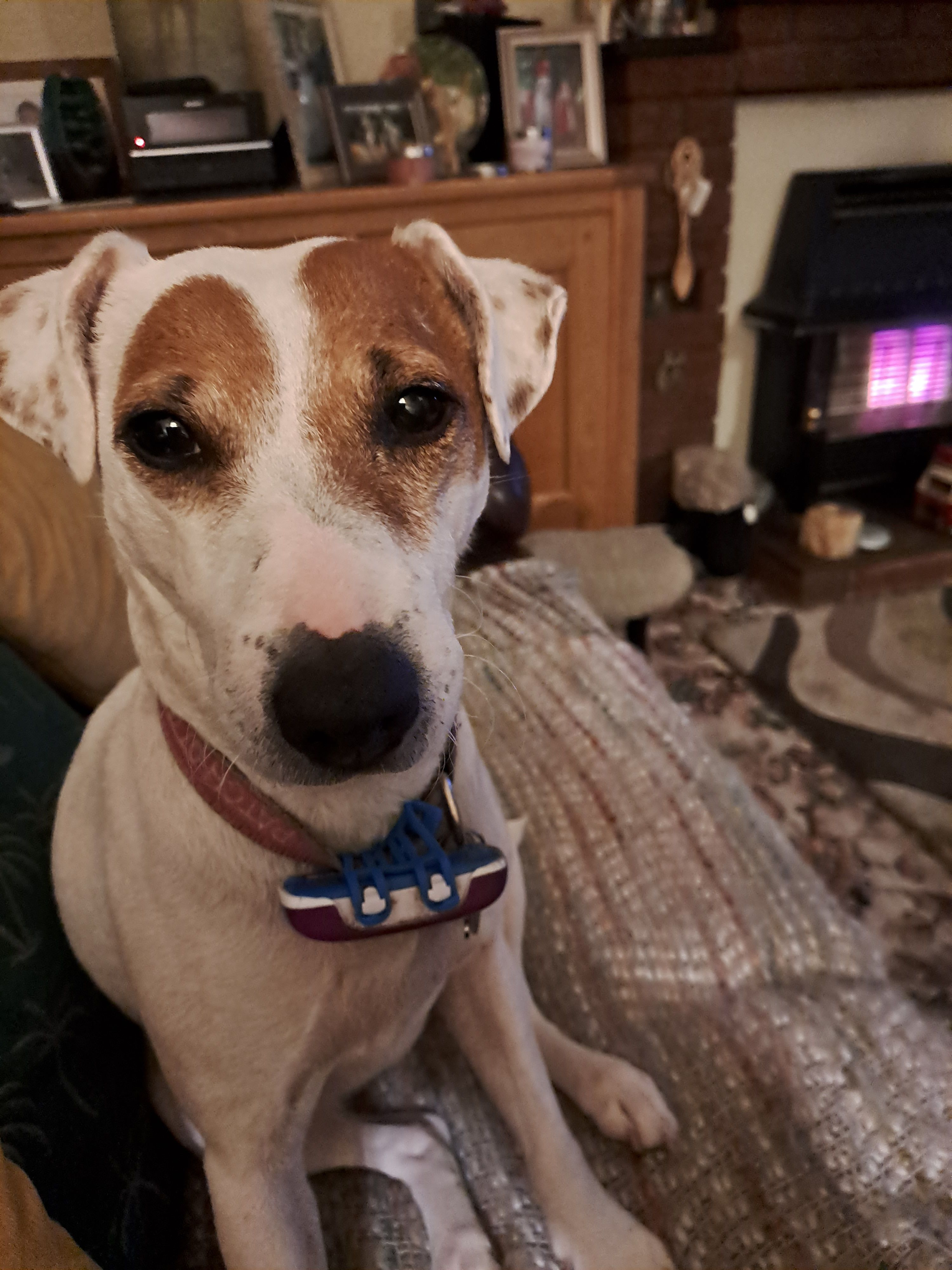 Patch - Woodpecker Grove, Kidderminster