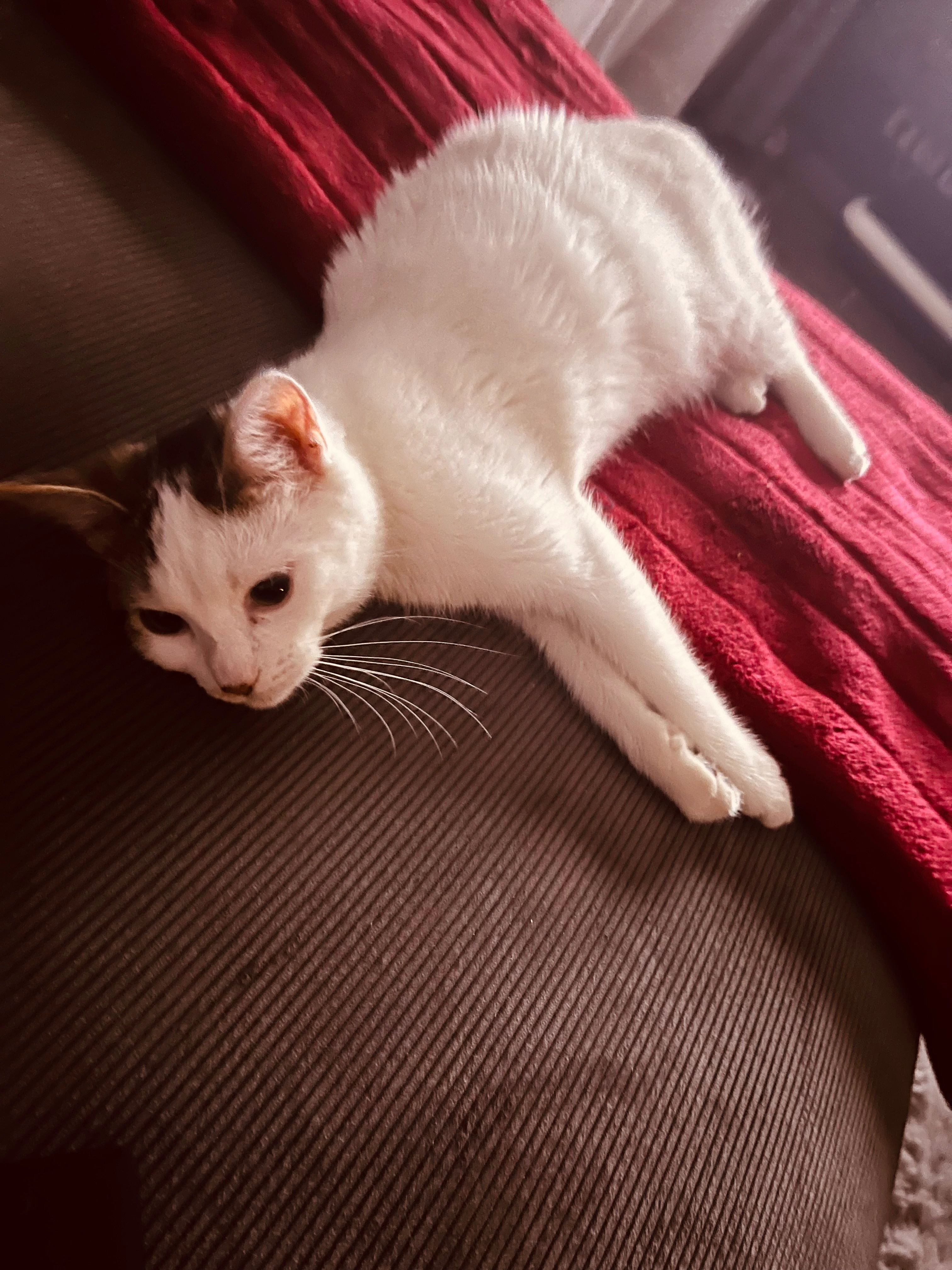 Sid - Rue Saint-Mathieu, Meyzieu