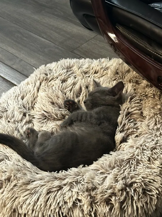 Gizmo - Alta Vista Avenue, Santa Rosa