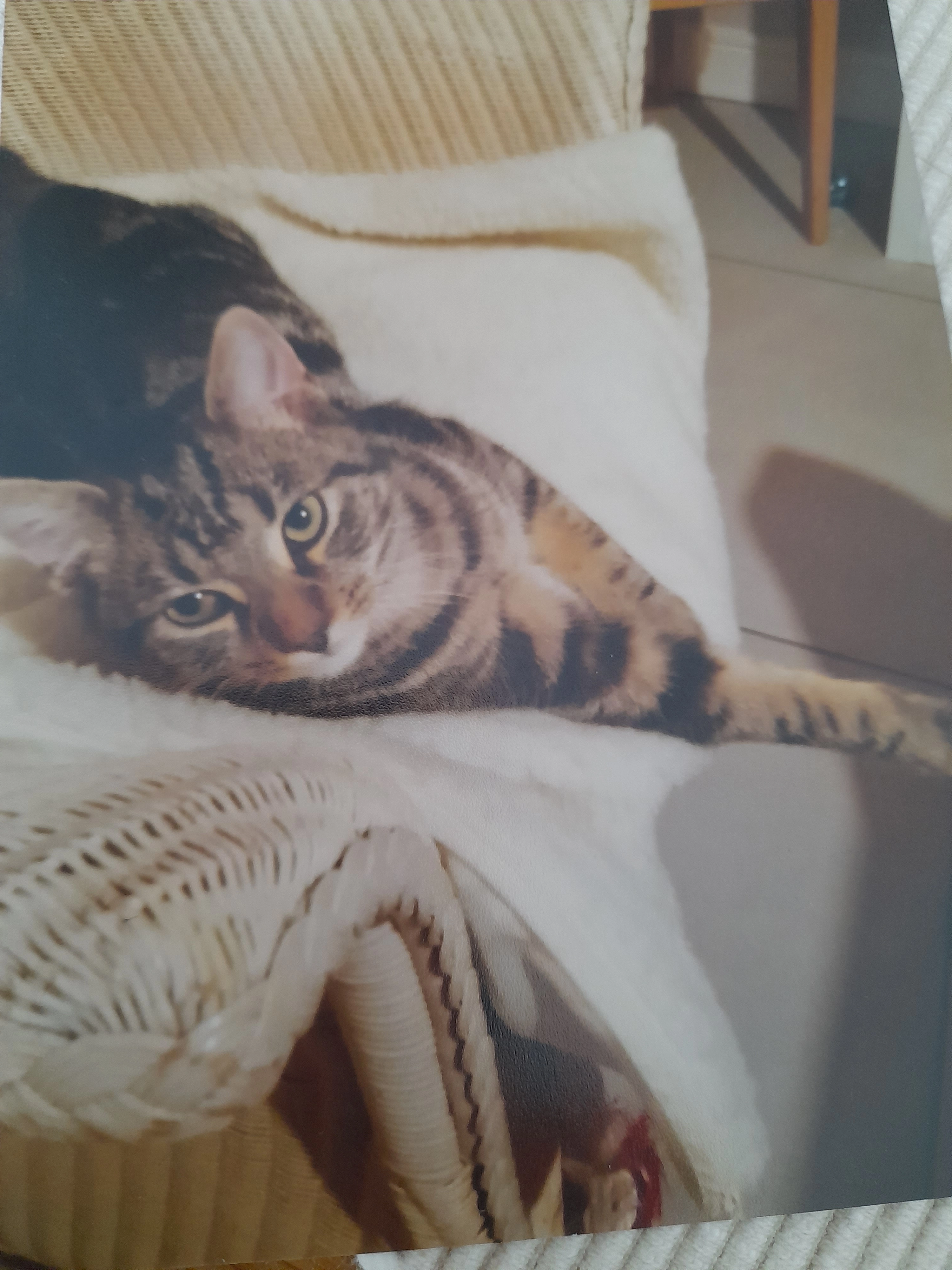 Jazzy -  Blencow village, Blencow Penrith 