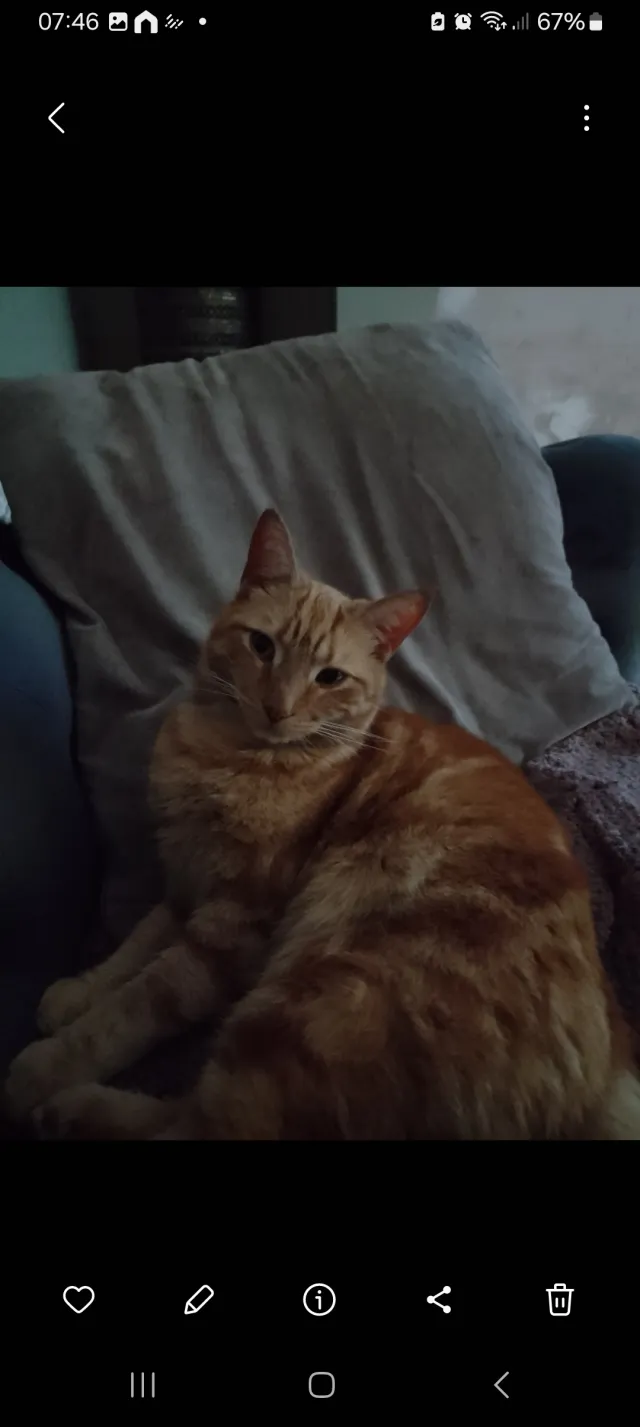 Ginger - Langhurst Road, Chesterfield