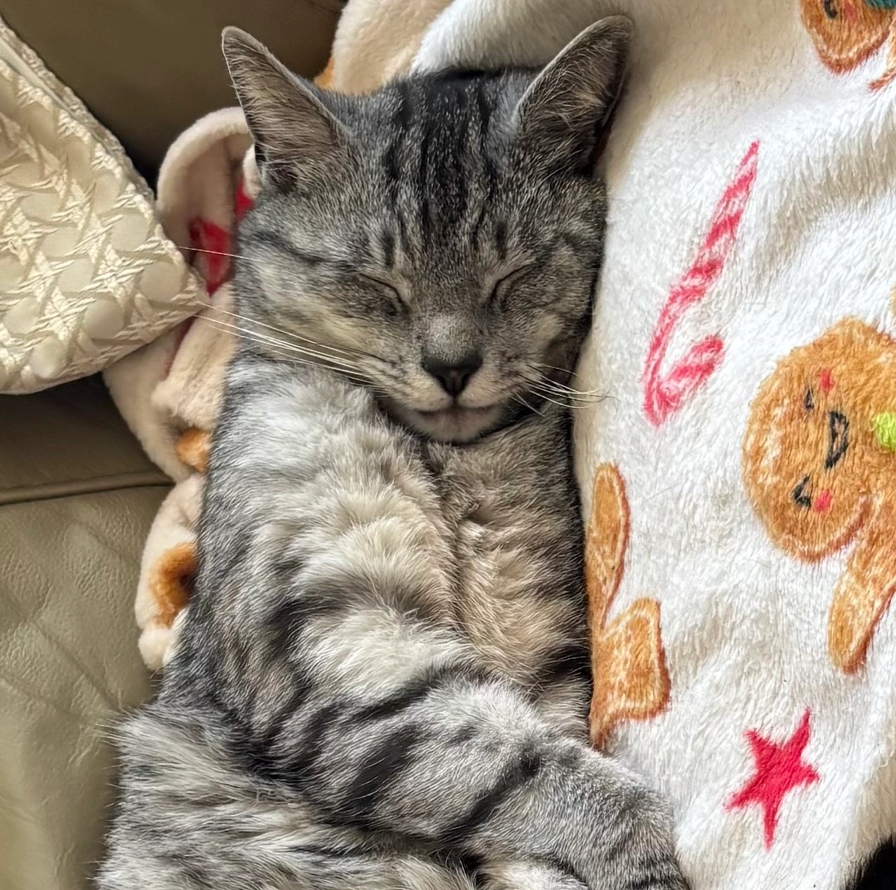 Rocky - Park Crescent, Dalkeith