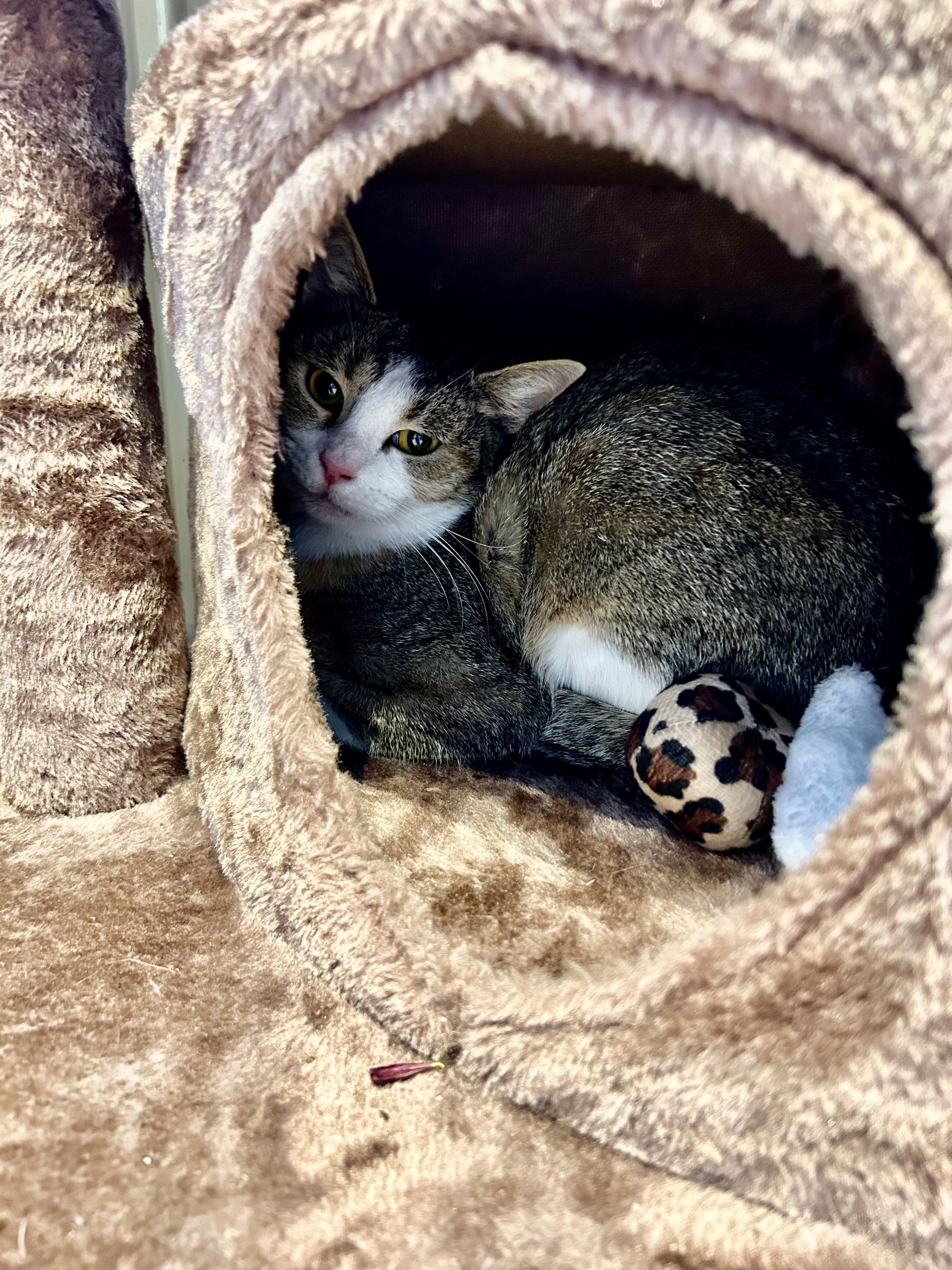 Zette - 75 Boulevard Alexandre 1er, Vichy