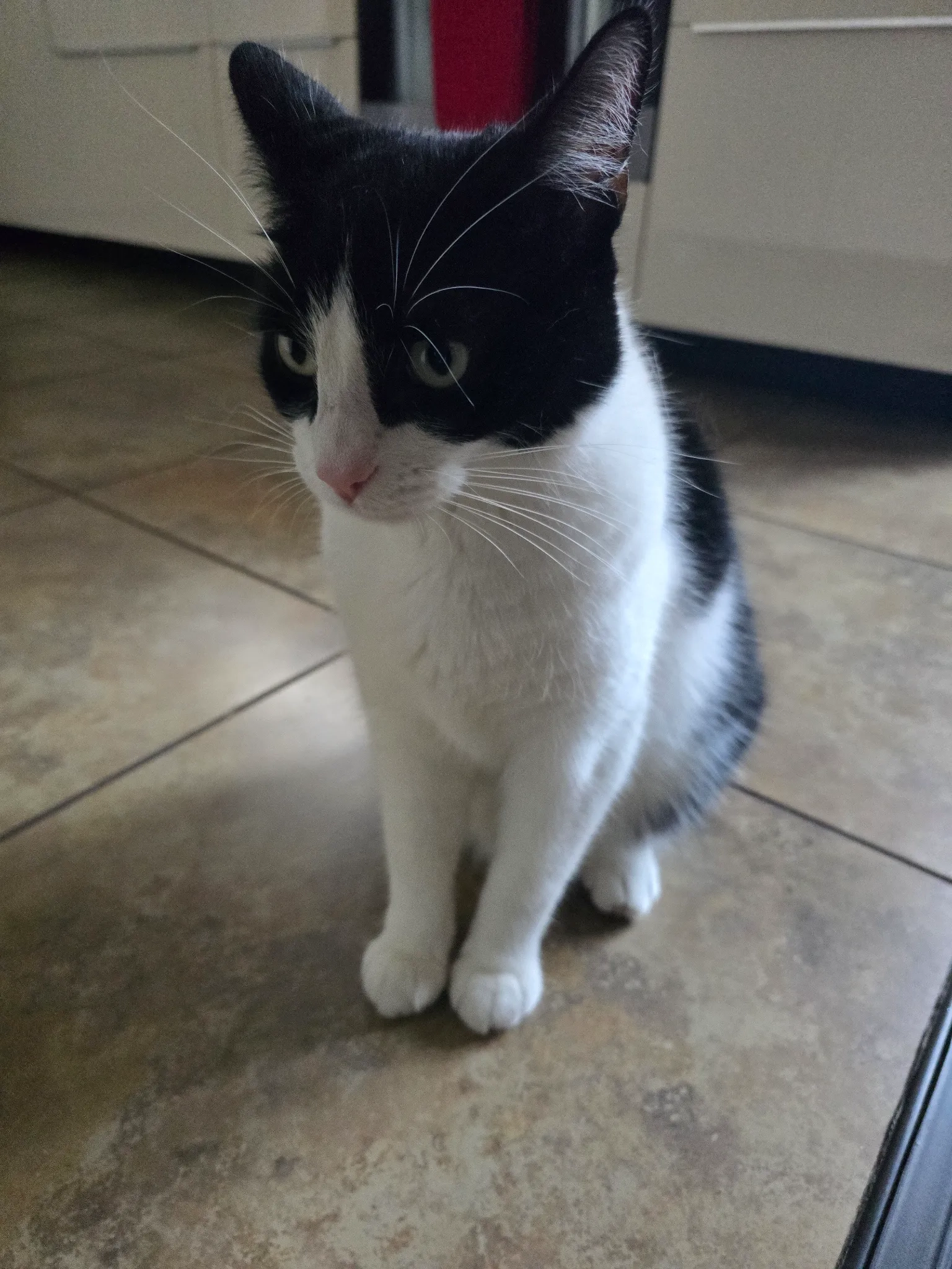 Figaro - Charlotte Bronte Drive, Droitwich