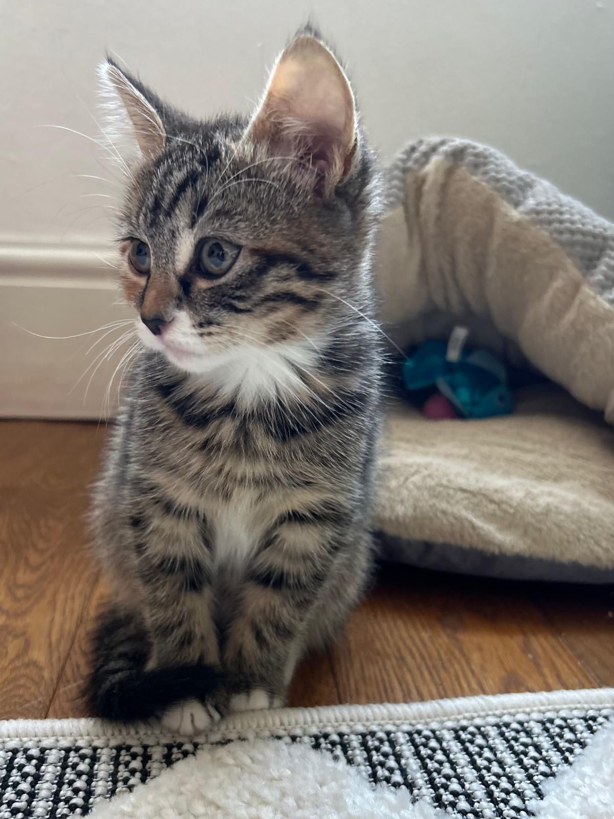 Neko - Combe Batch, Wedmore