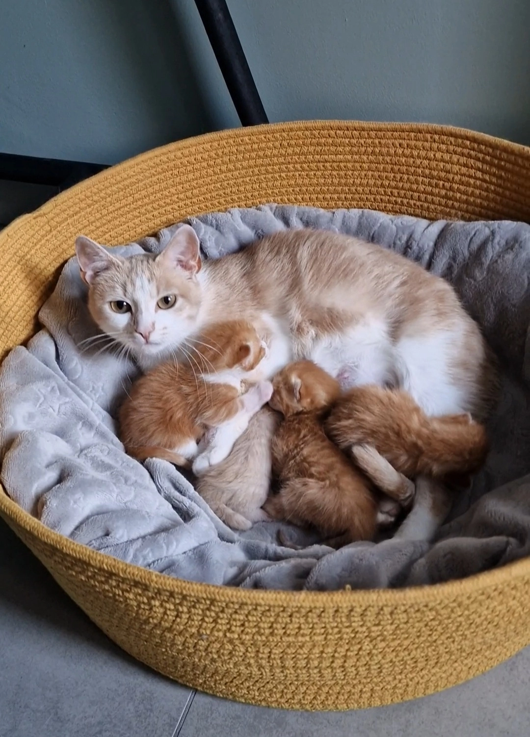 Poupous - Rue de l'Yser, Ans