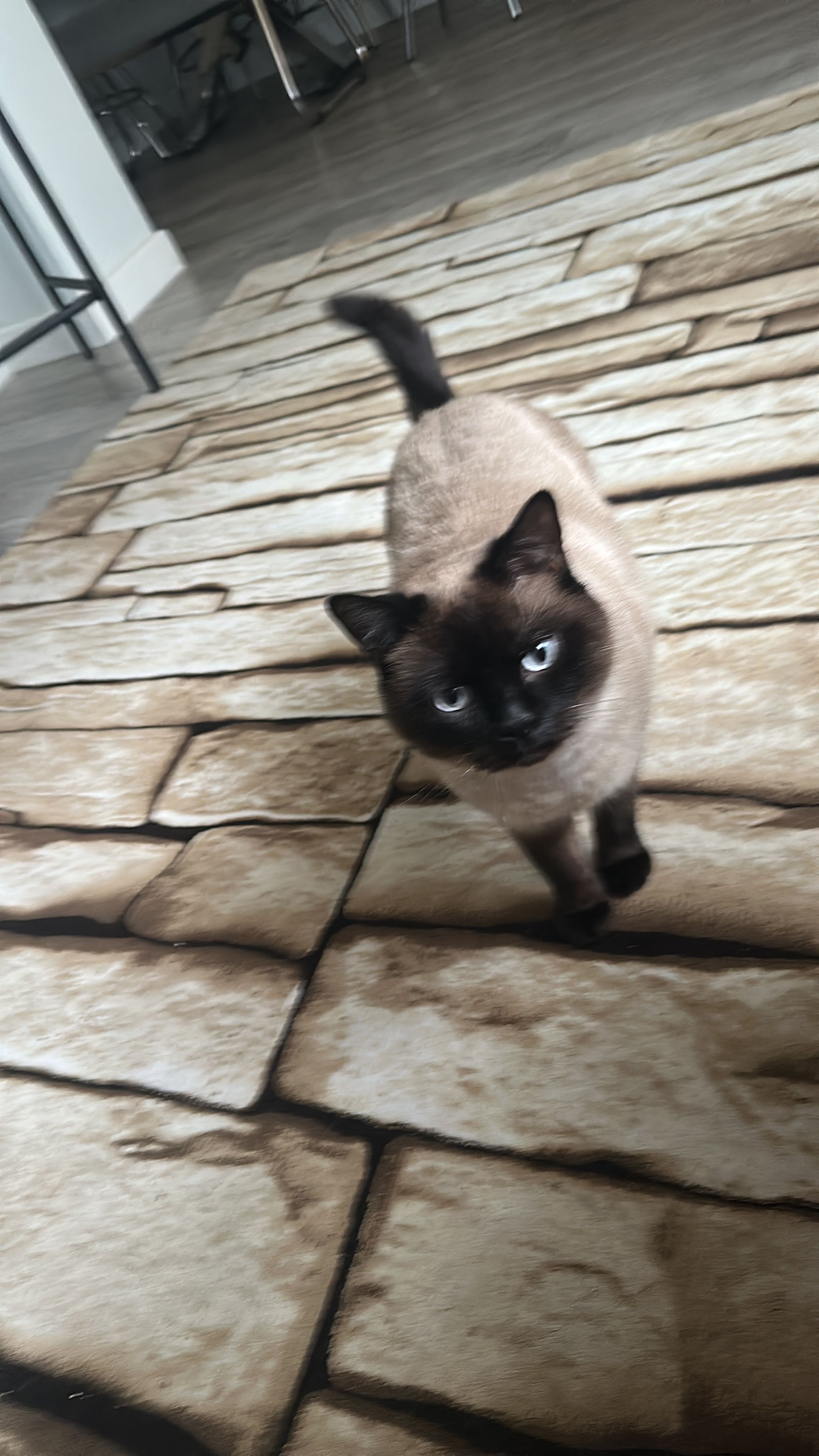 Çapo - İkbal Çeşme Sokak, Acibadem