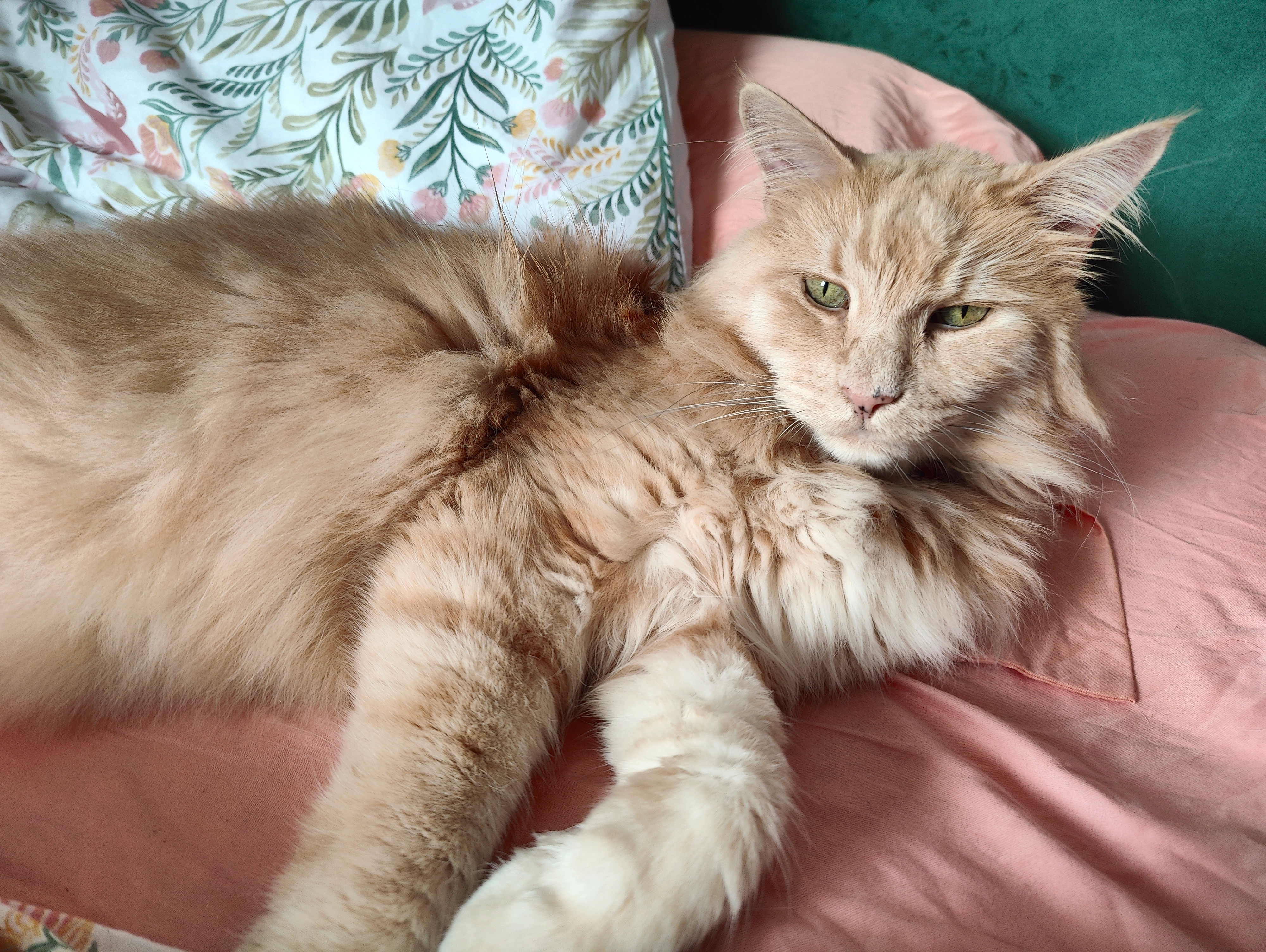 Morpheus - Hey Street, Cleethorpes