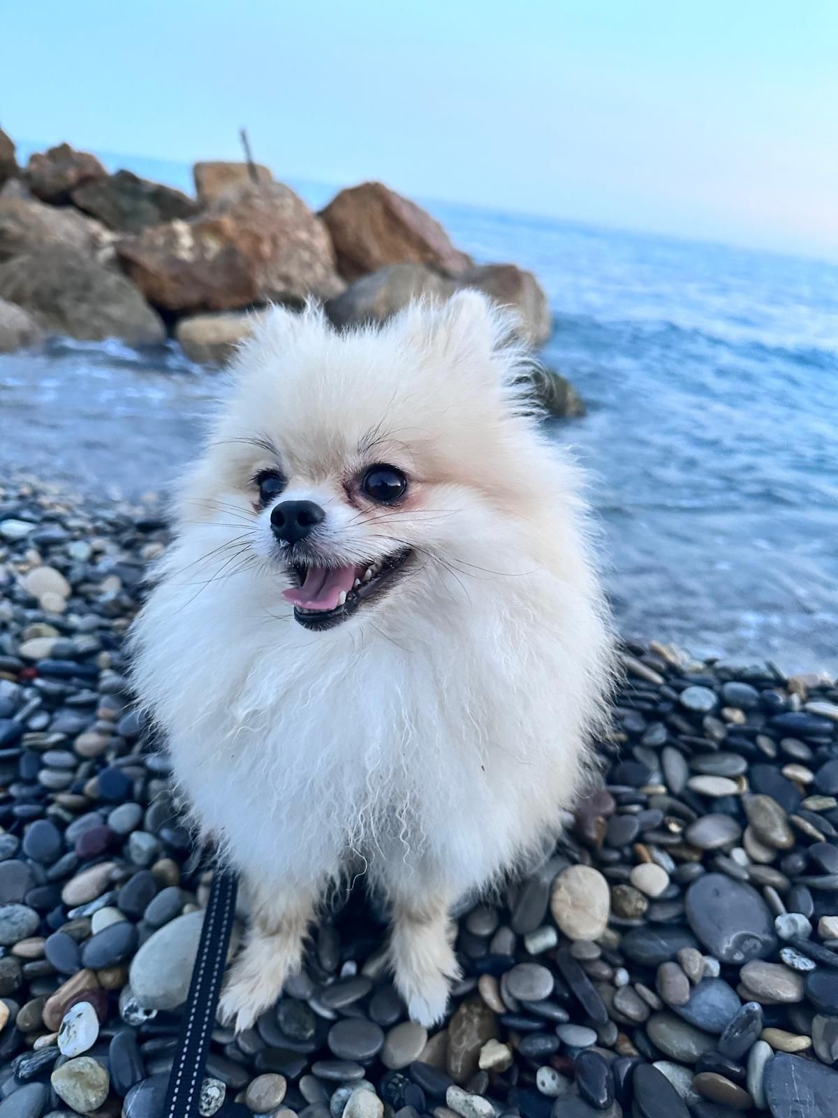 Gizmo - Allée De Bellecôte, La Plagne Tarentaise