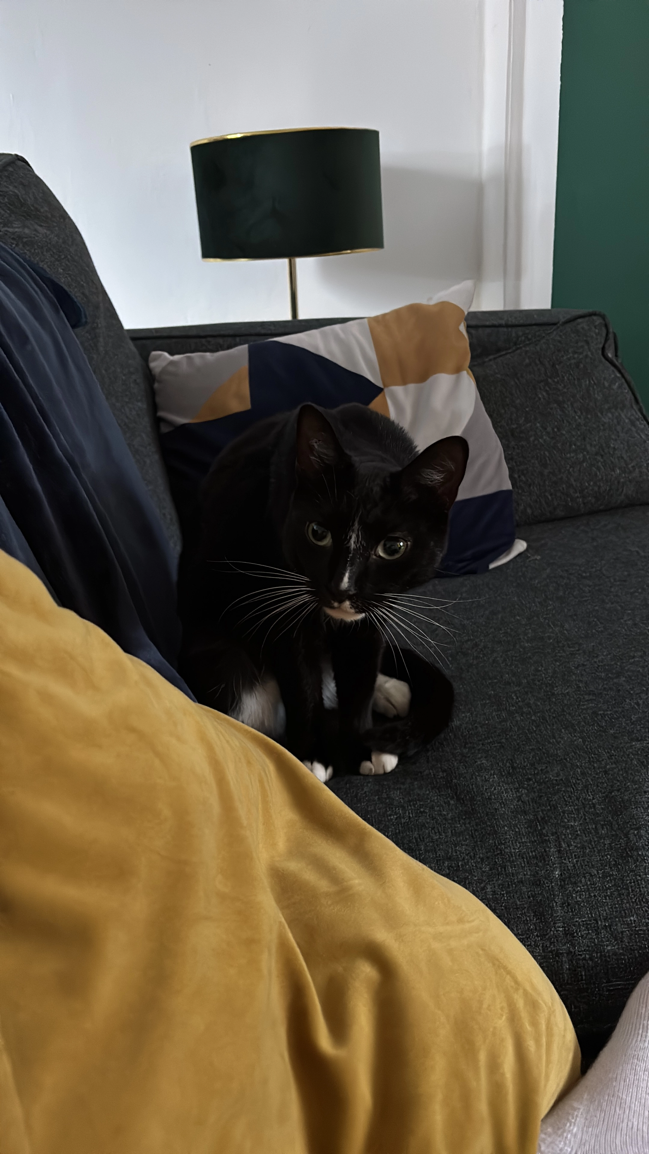 Gizmo  - March Hywel, Neath