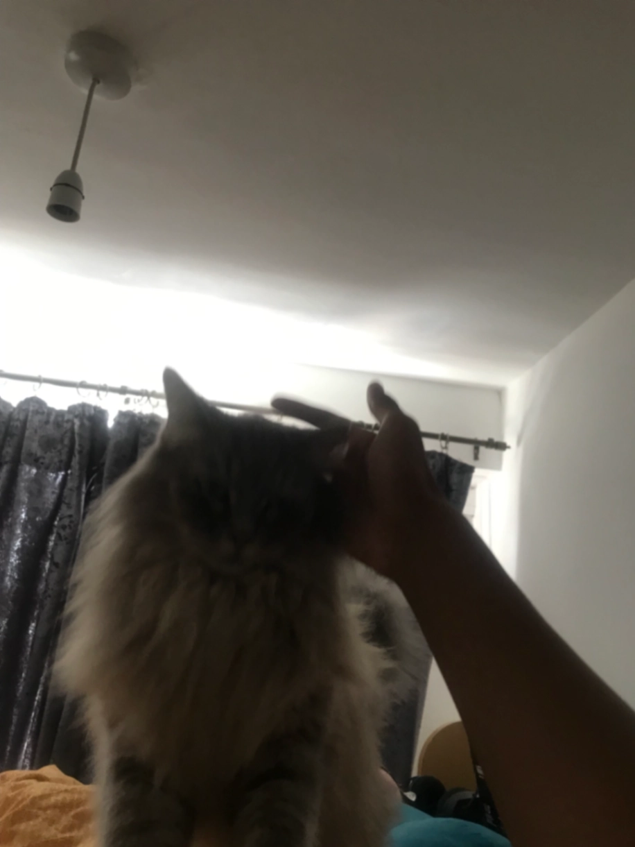 Moosh - Seaton Close, London