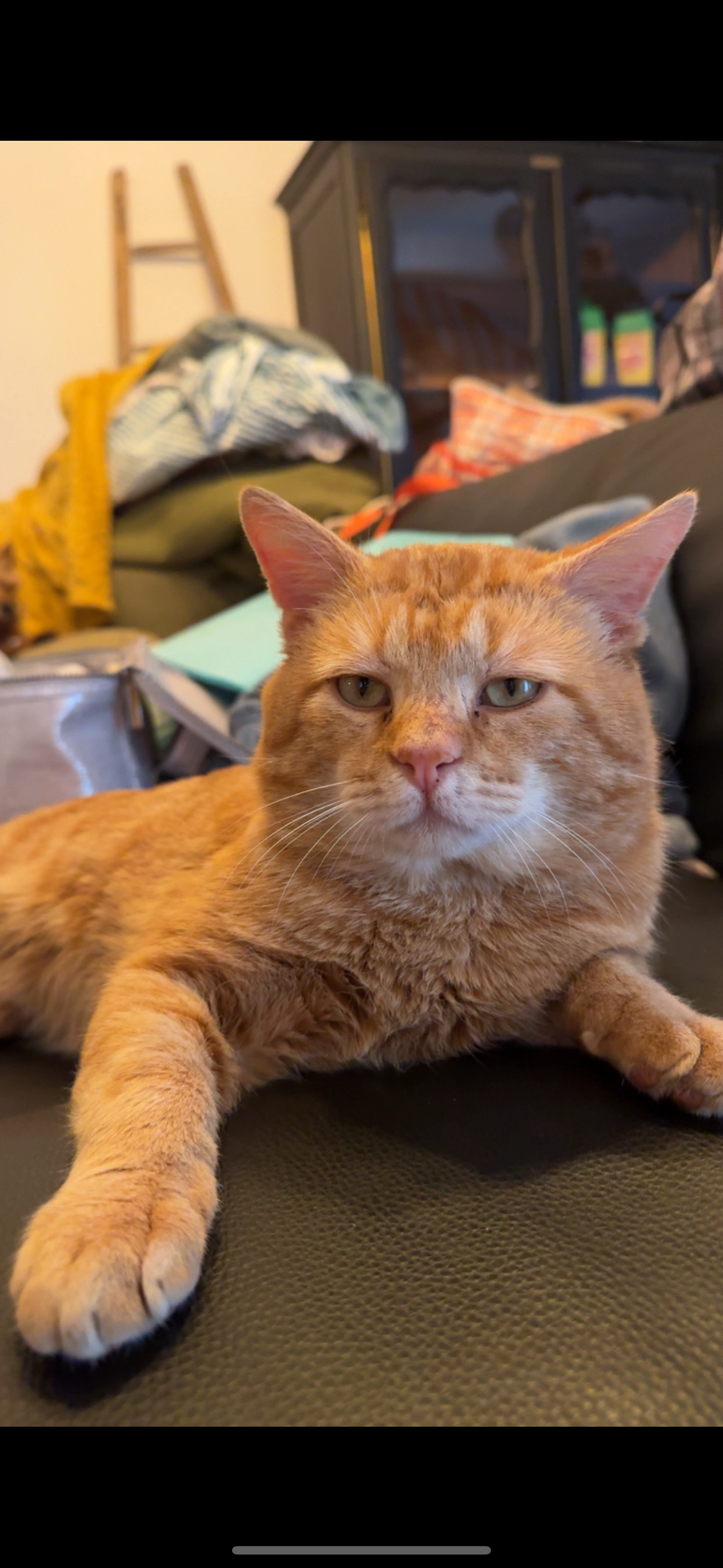 Toto - 35 Rue de Bosc Mare, Berville-en-Caux