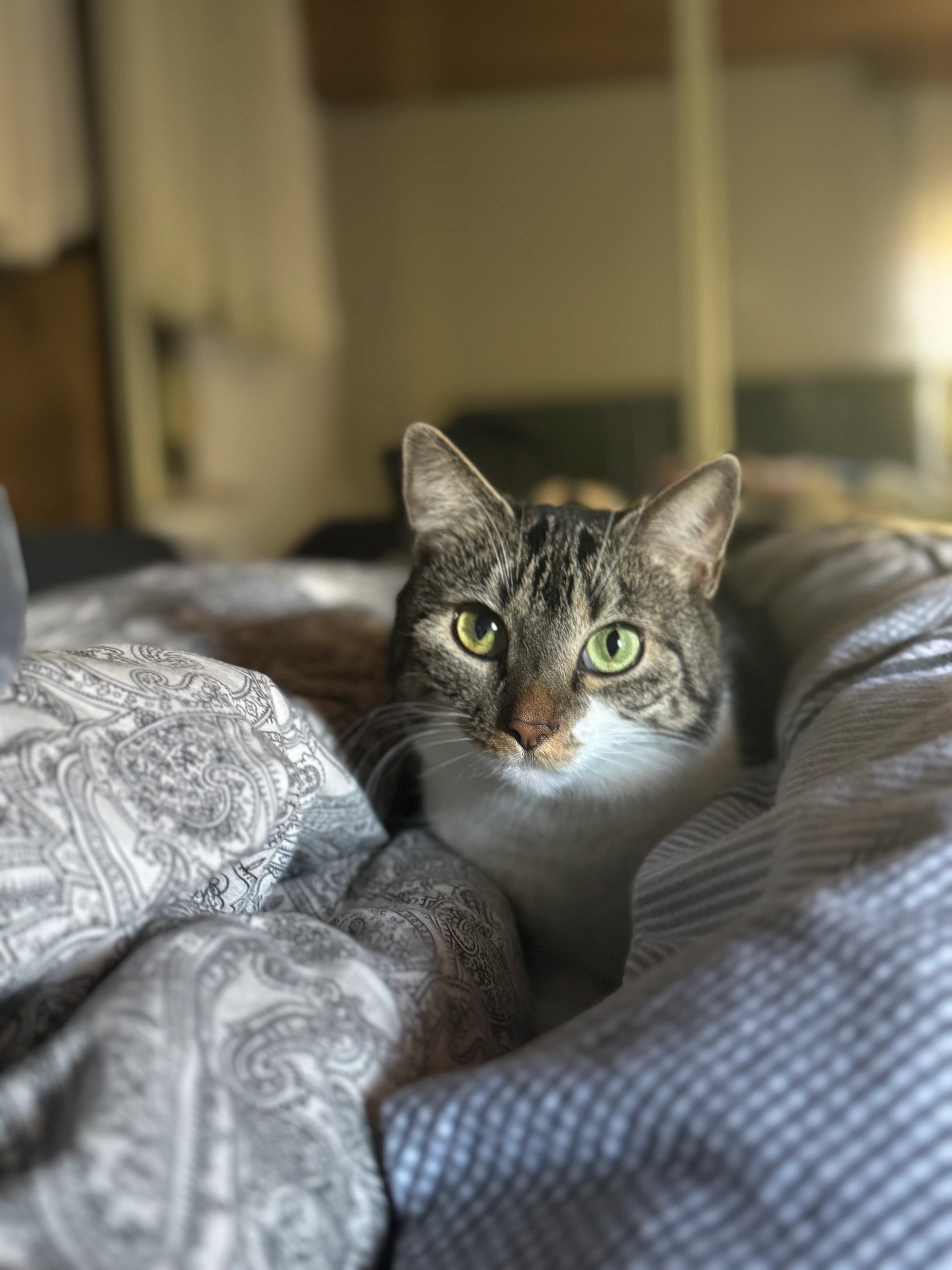 Layla - Brühlstraße, Eppelborn