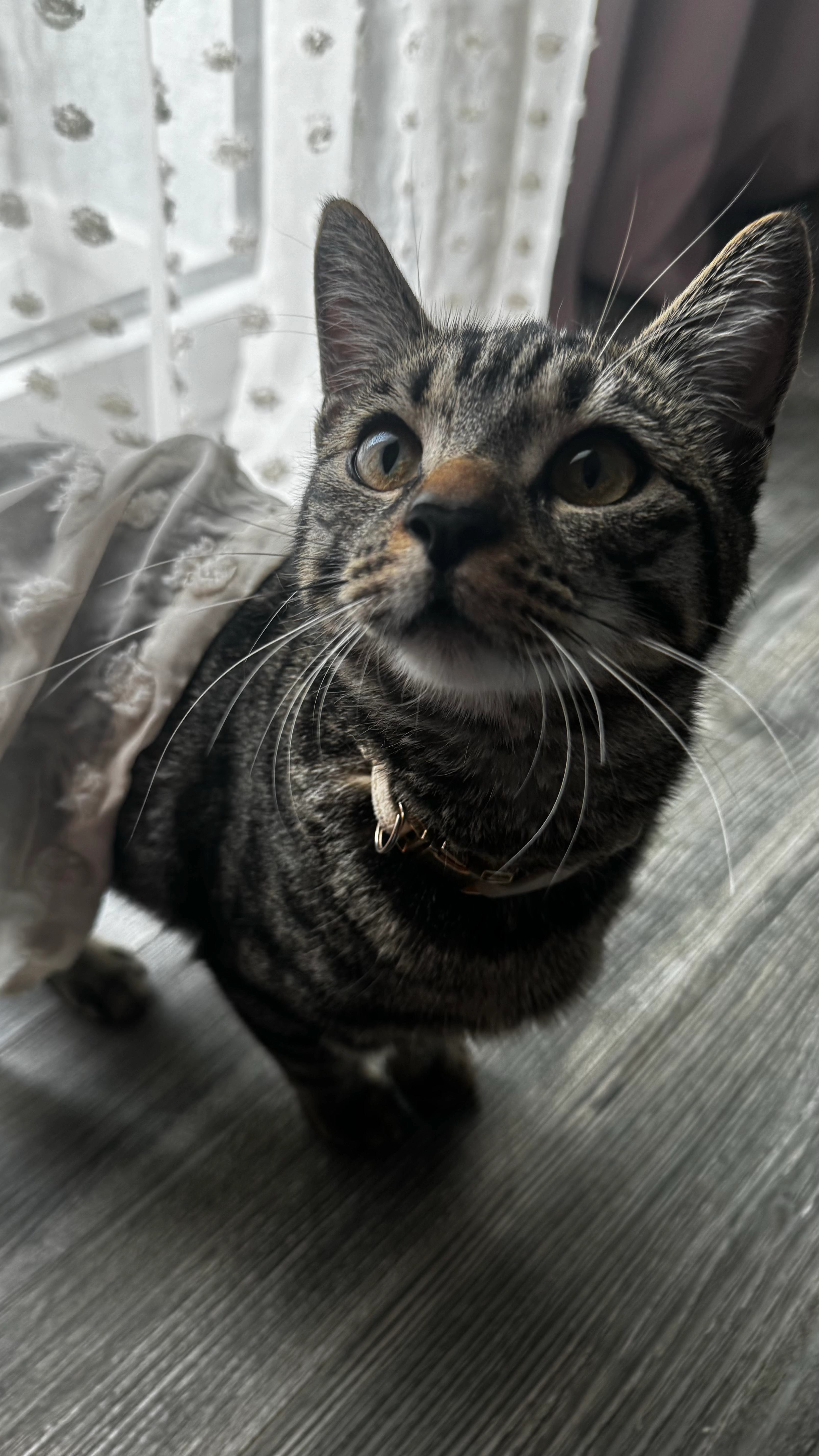 Nika - Behringstraße, Düren