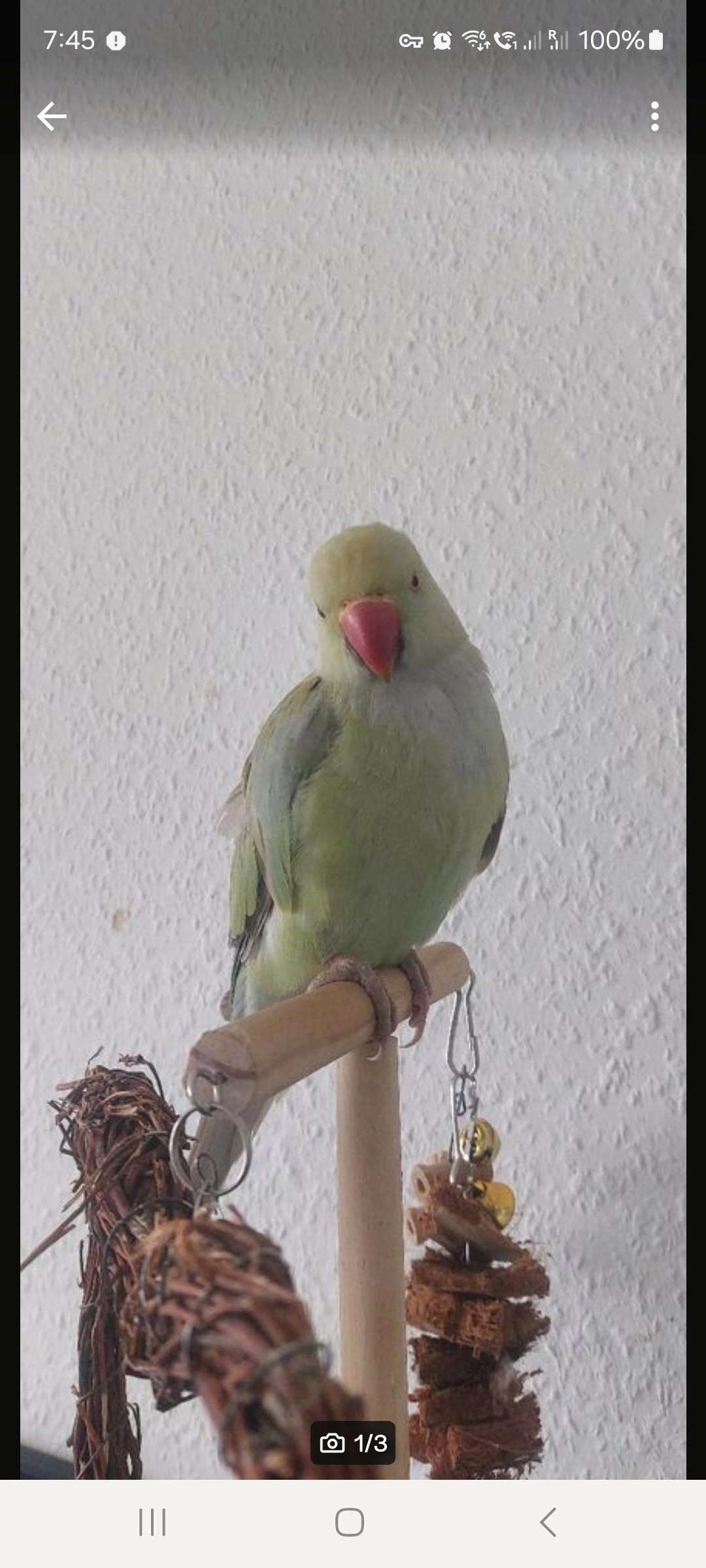 Ein Vermisst: Halsbandsittich (g - Daniel-Pöppelmann-Straße, Halle