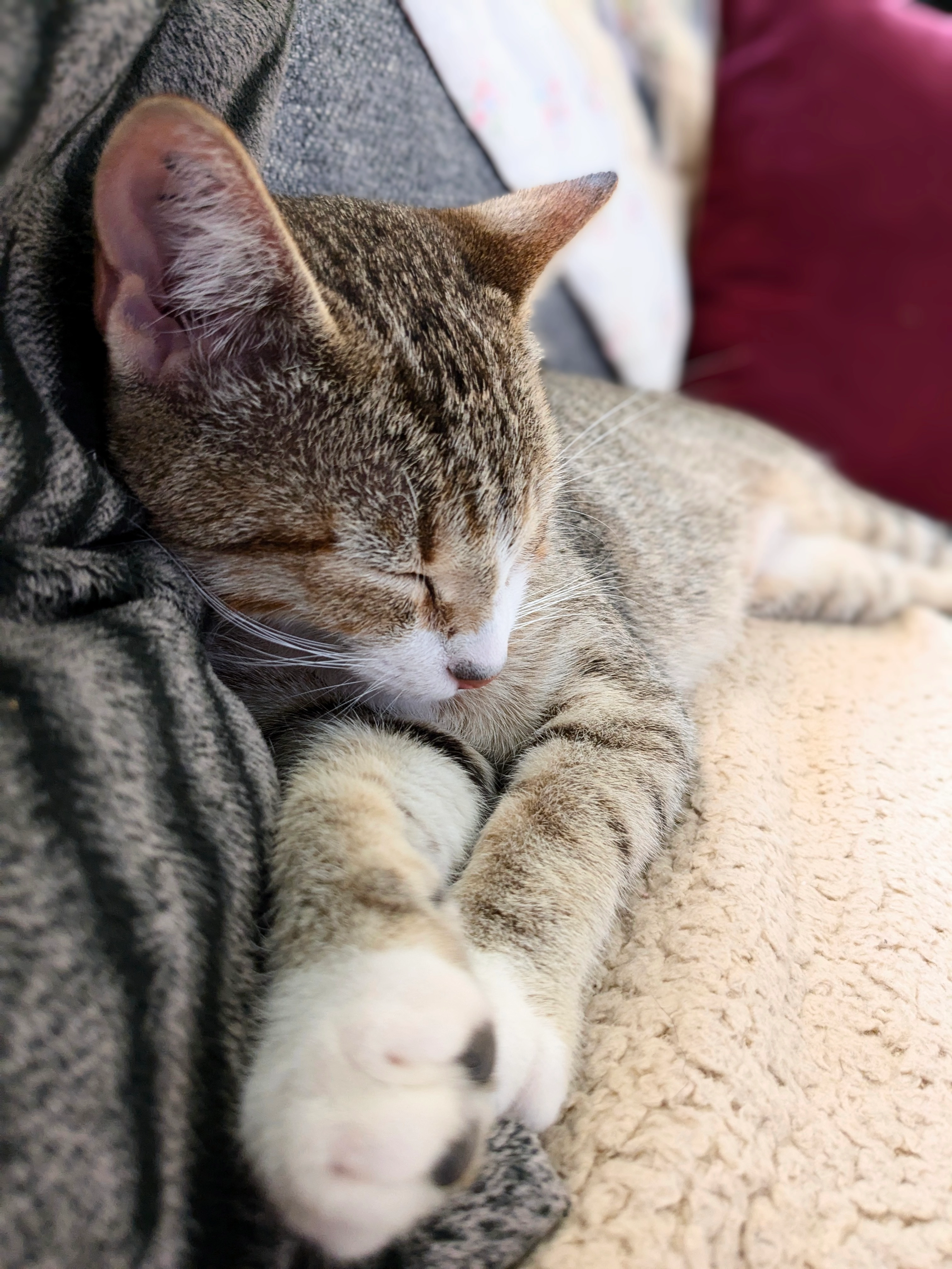 Angie - Lieu Dit Neraud, Roquebrune