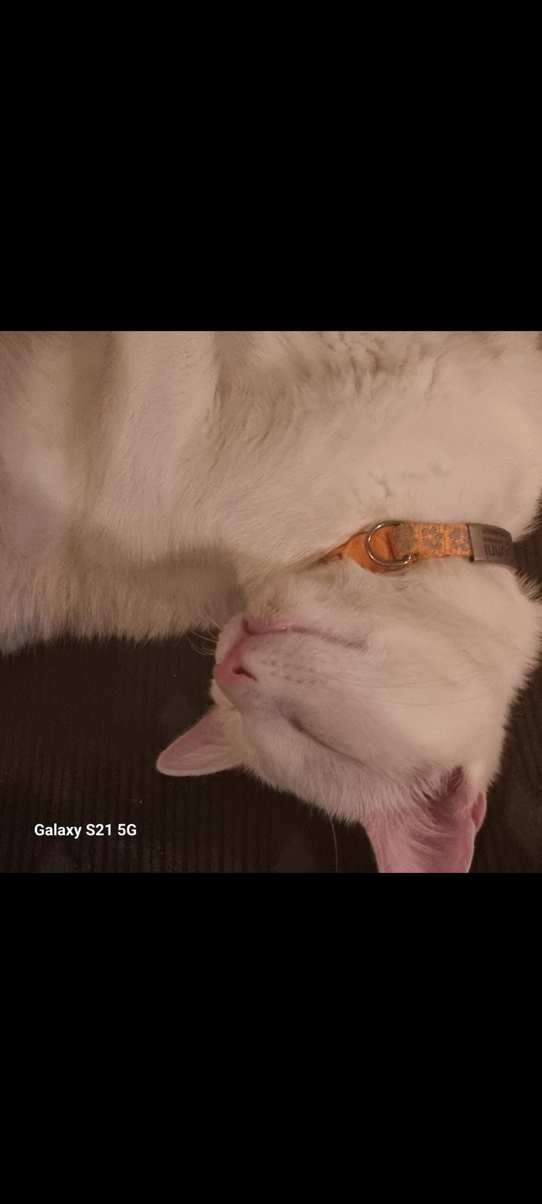 Günni - K 2828, Allstedt