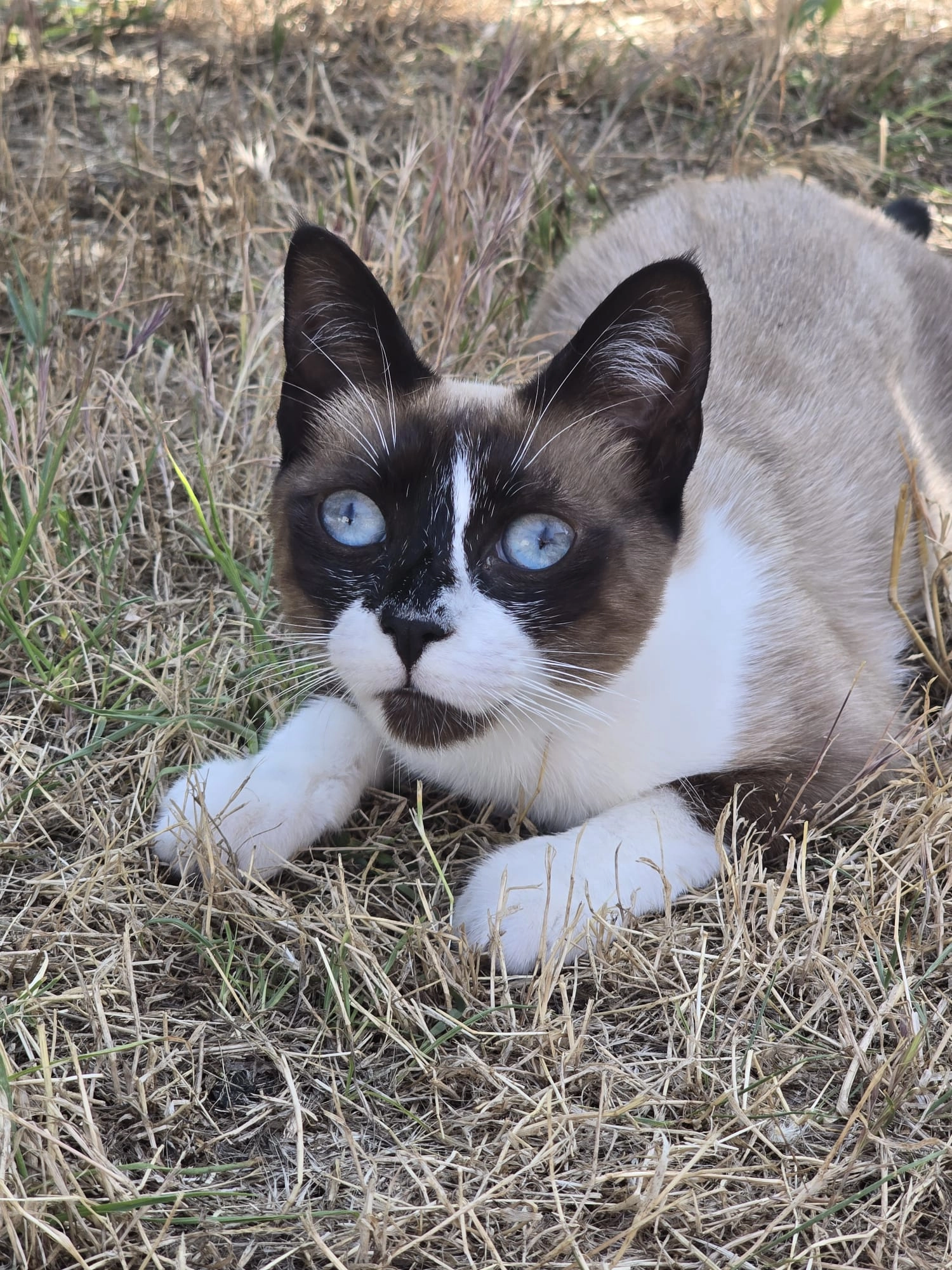 Lilou ou Poupouni  - 2 Plan des Rossignols, Cournonterral