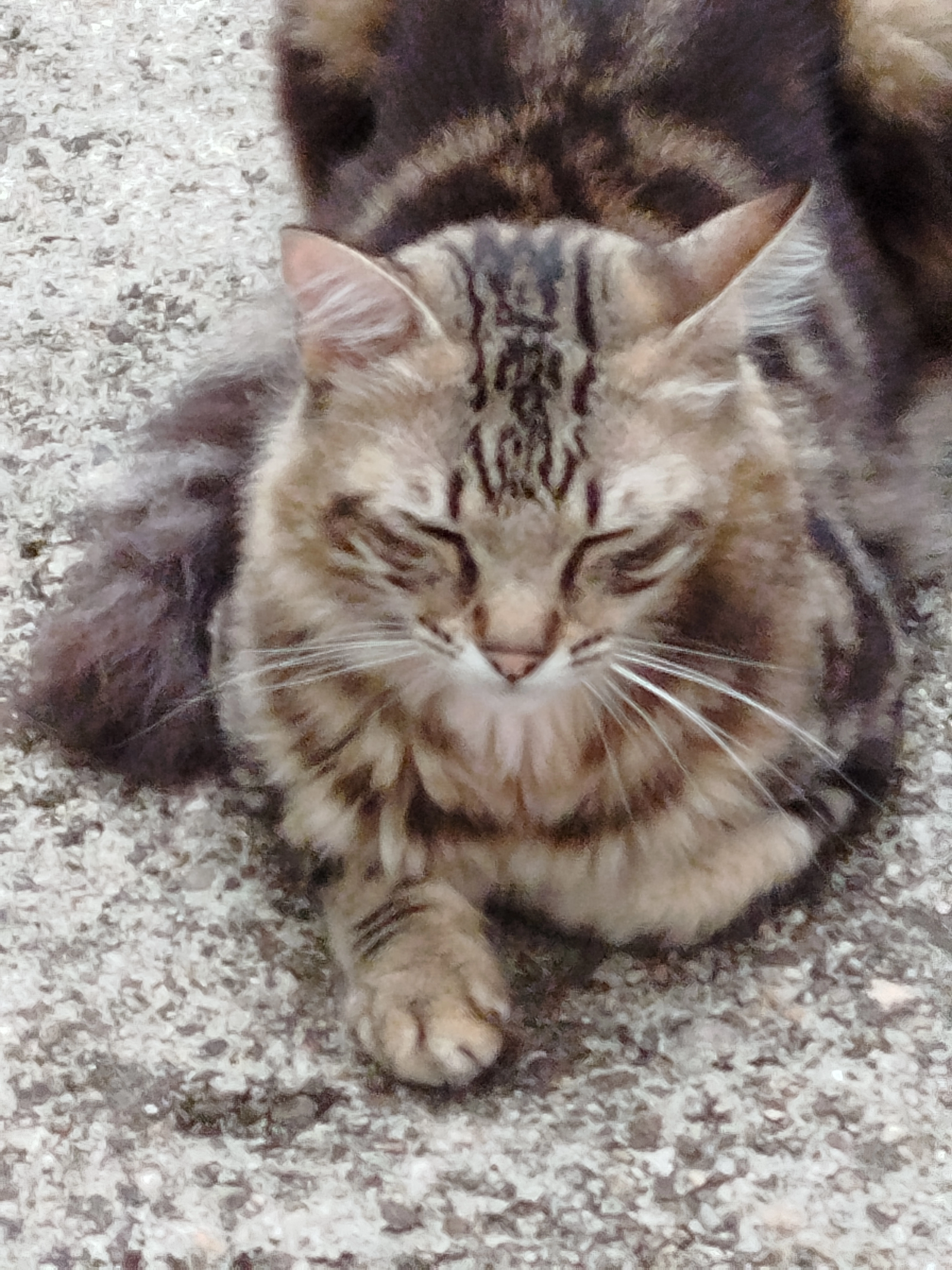 Mylo - 53 Rue Calypso, Villenave-d'Ornon