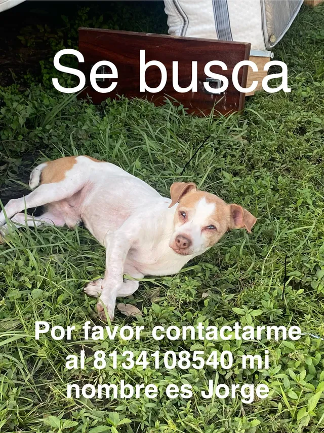Lalo - 6603 W Clifton St, Tampa
