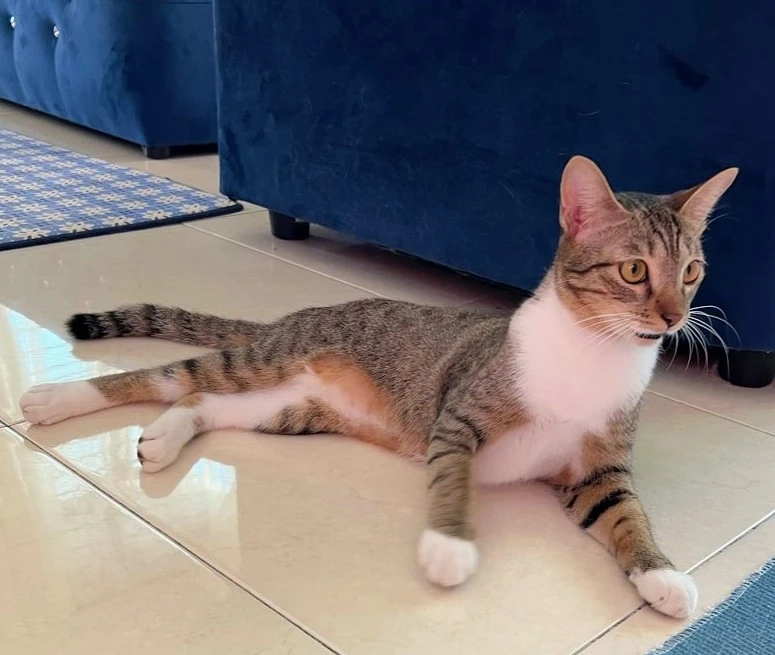 Kovu - Jalan RKSK, Bukit Katil