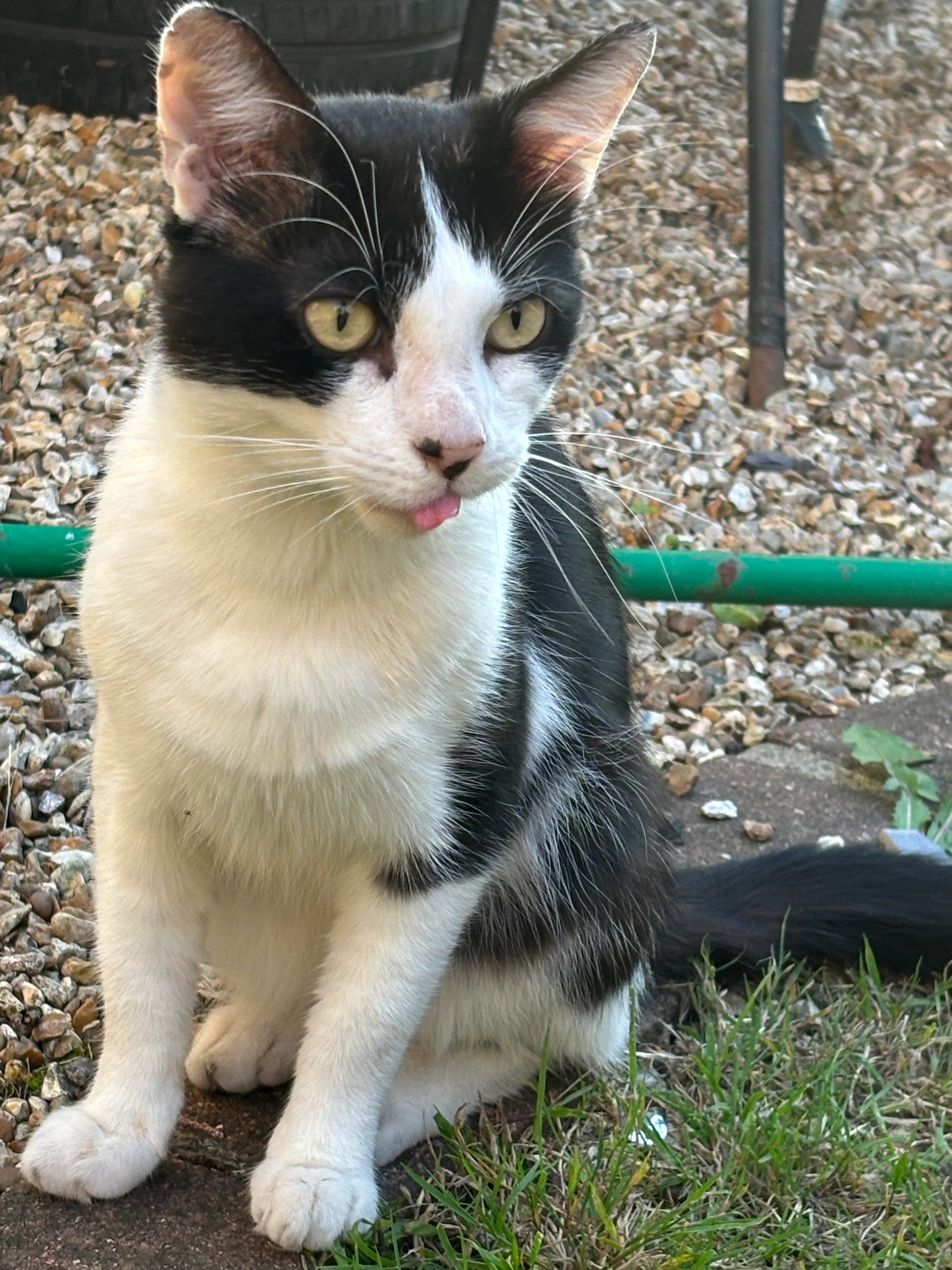 milo - Kimberley Close, Bristol