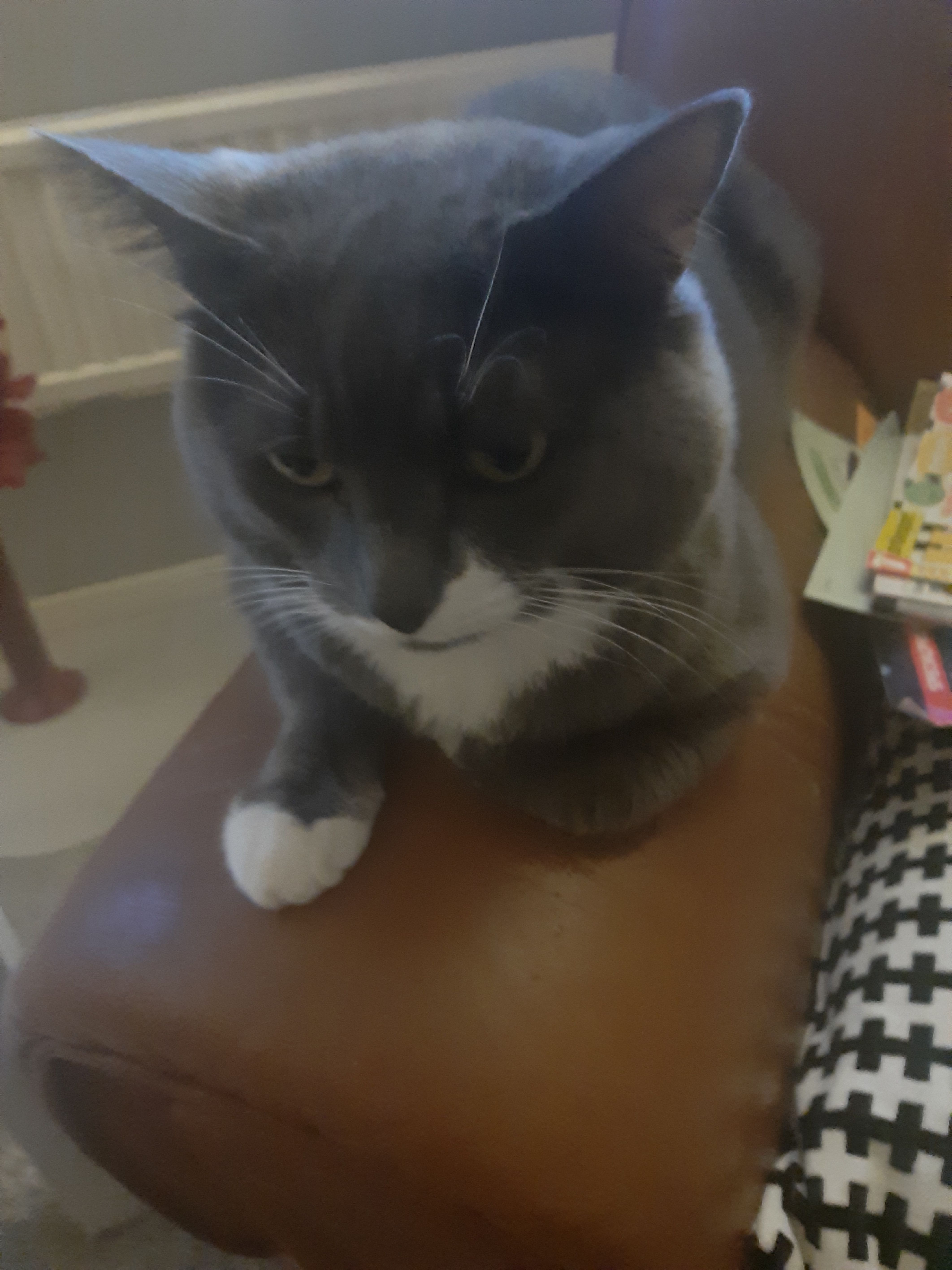 Zimba  - Storgatan 37I, Marieholm